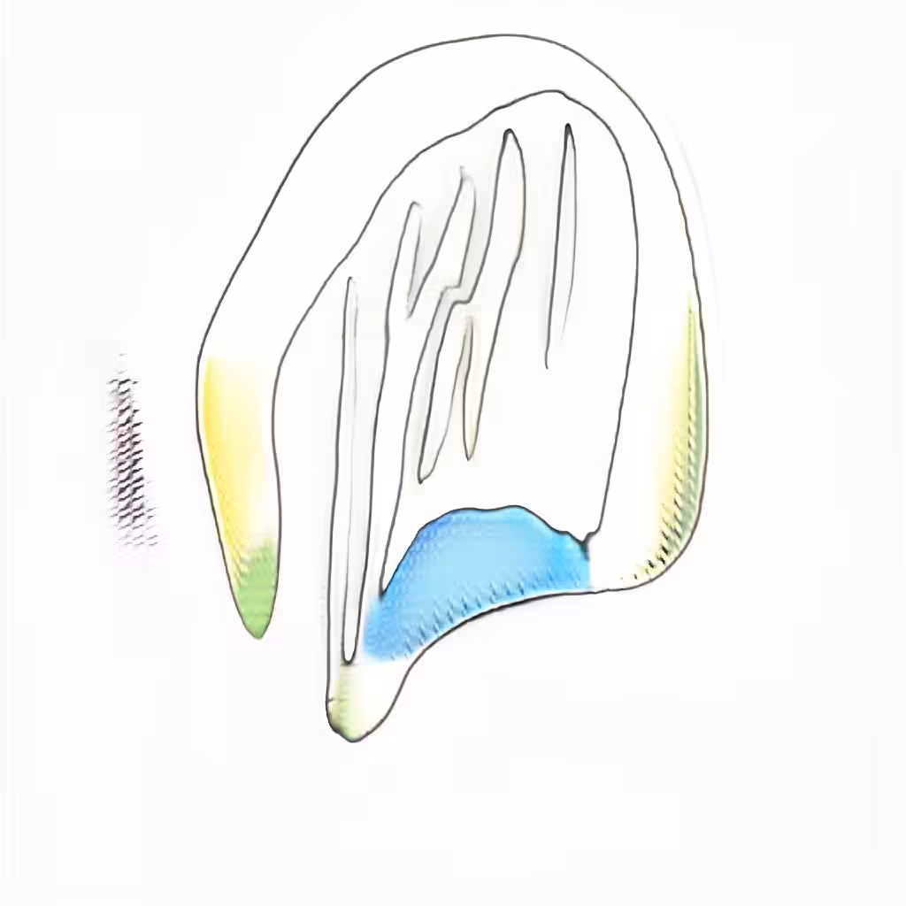Cathedral Comb Jelly