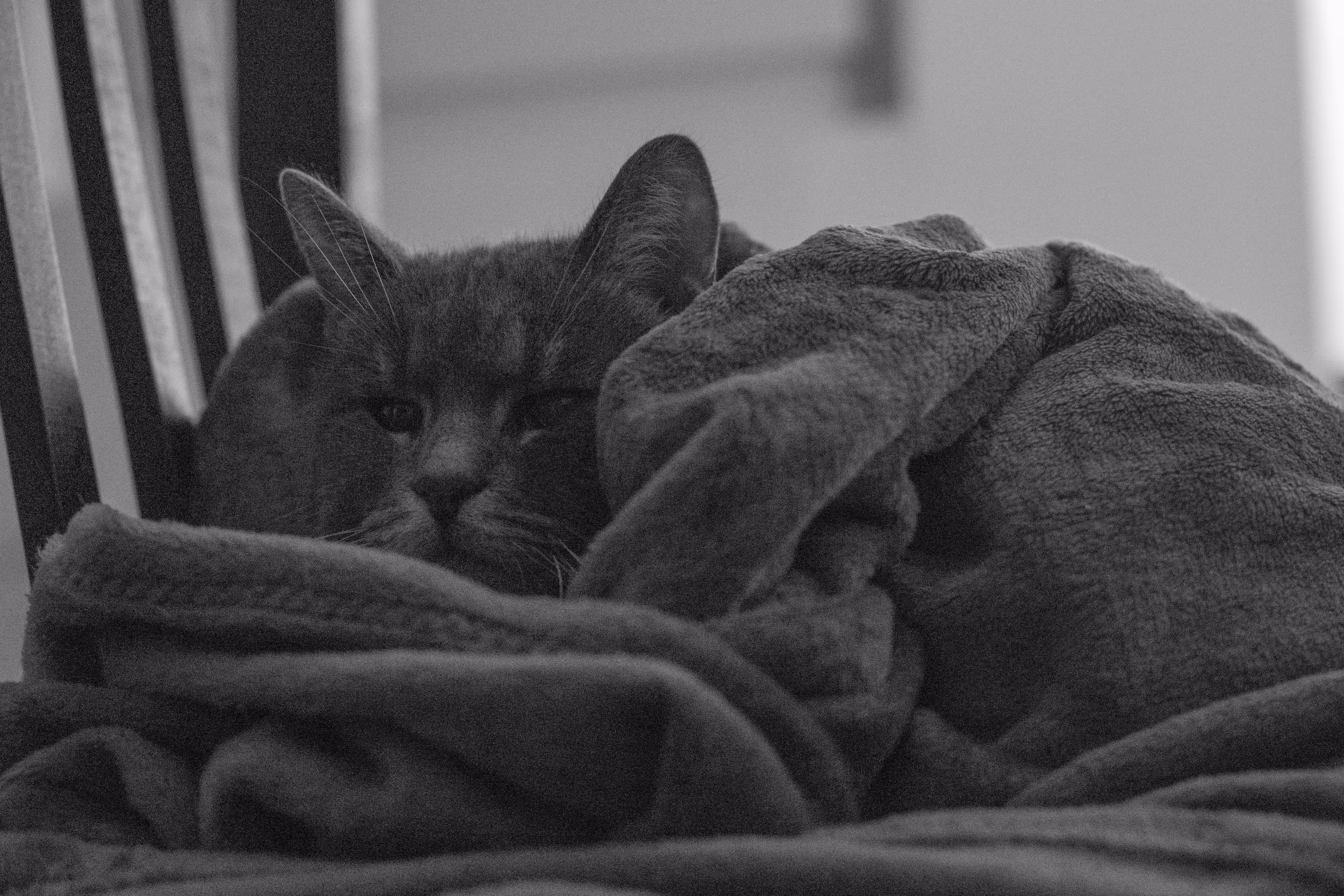 caturday mood