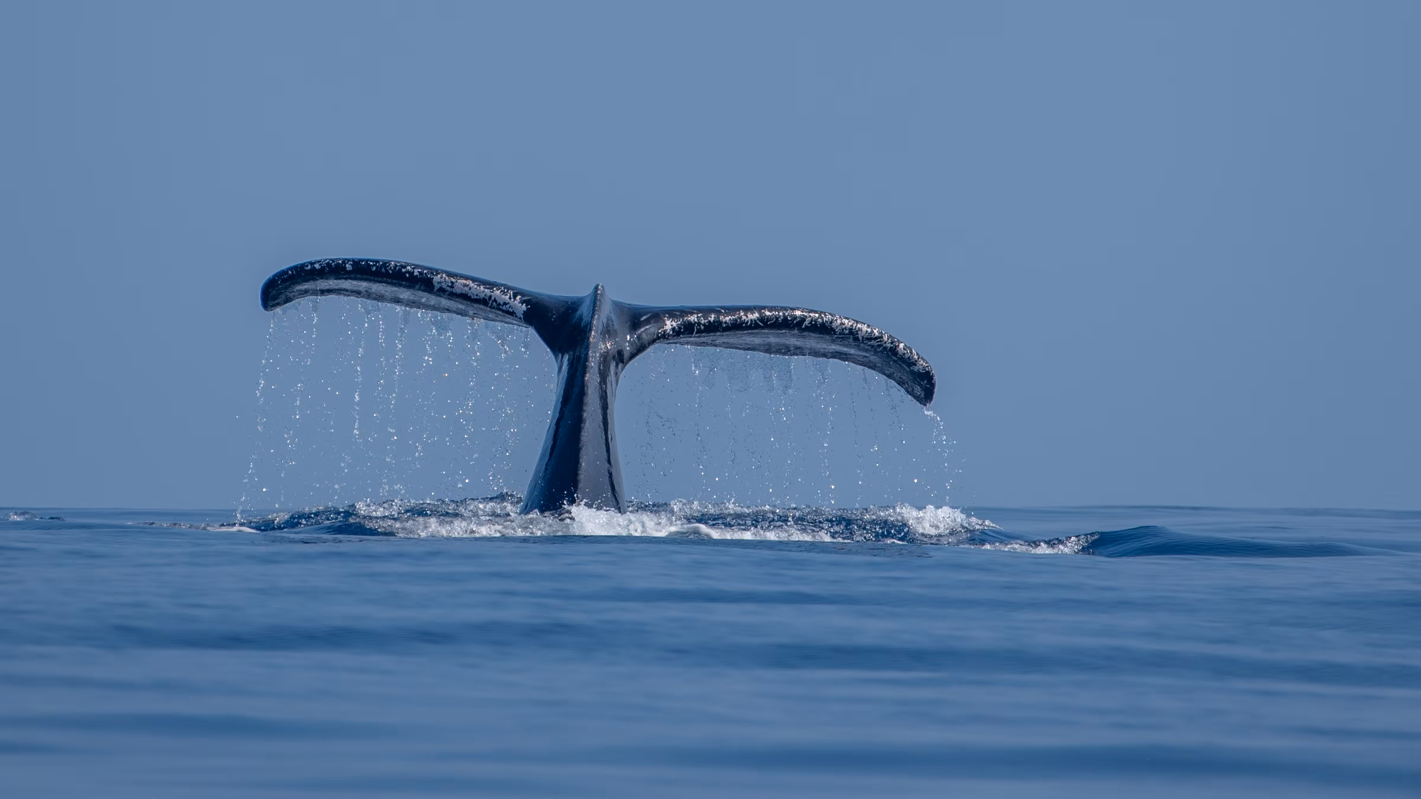 Ocean Wanderer