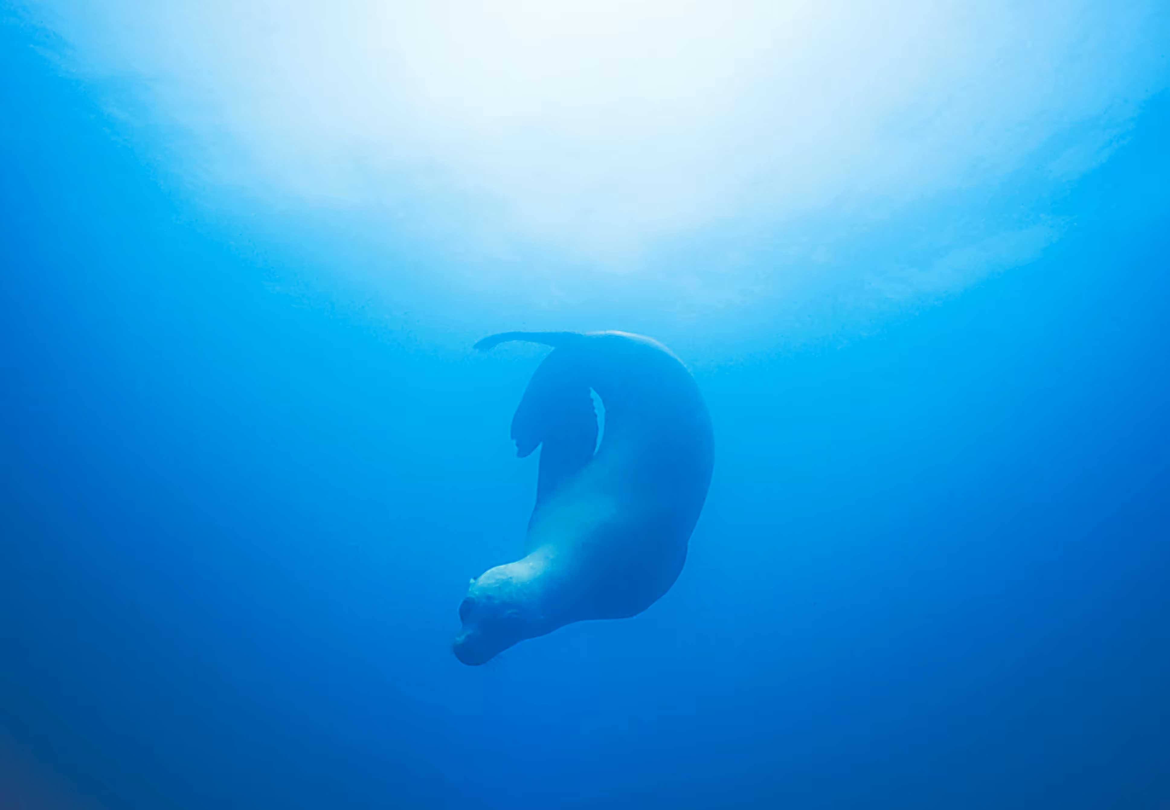 Lady Sea Lion