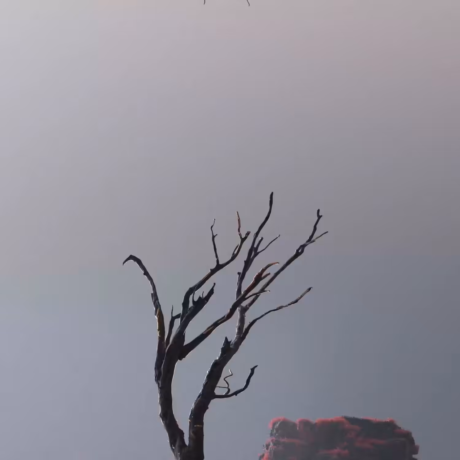 MONEYTREE
