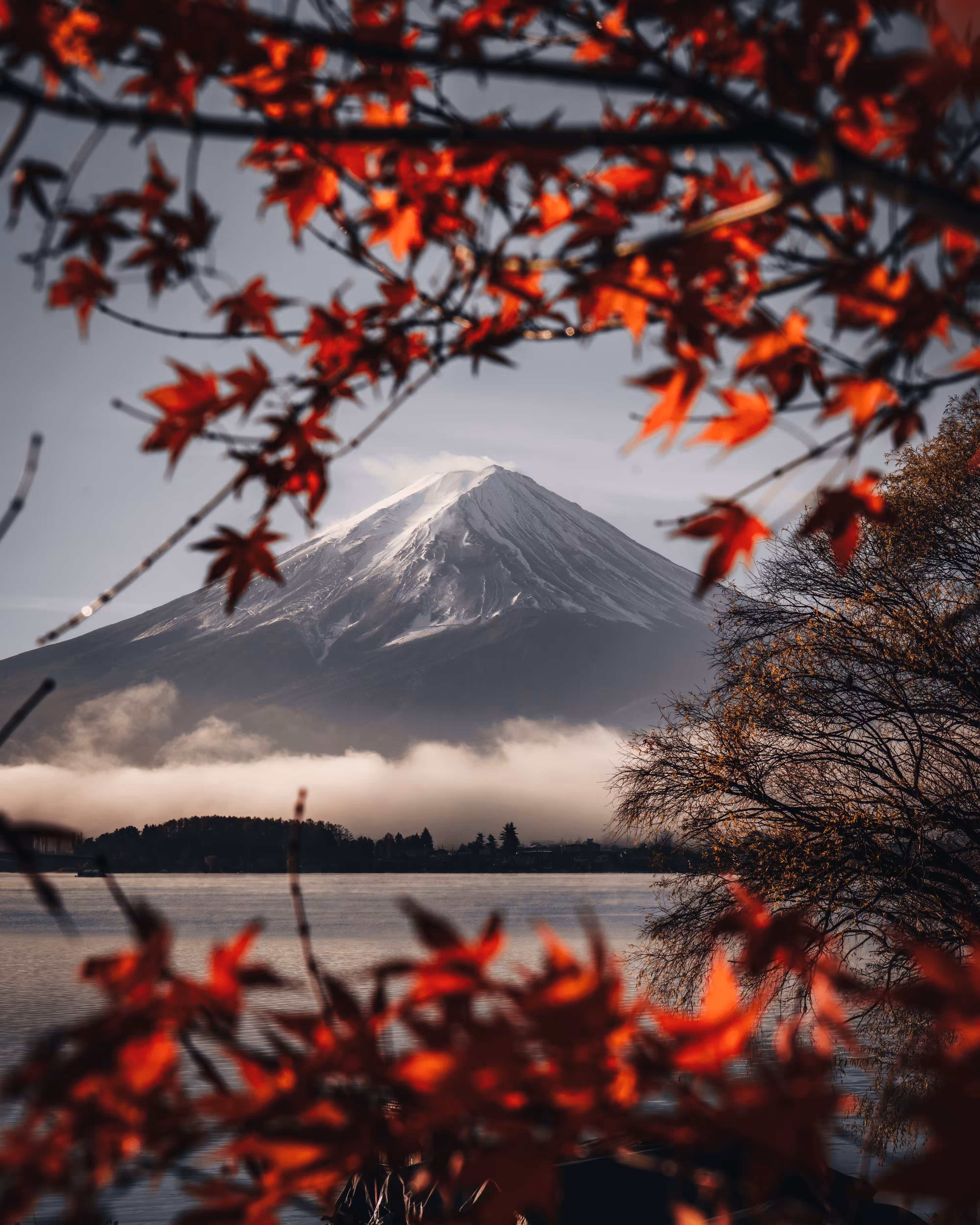 Mt.Fuji with Red Leaves