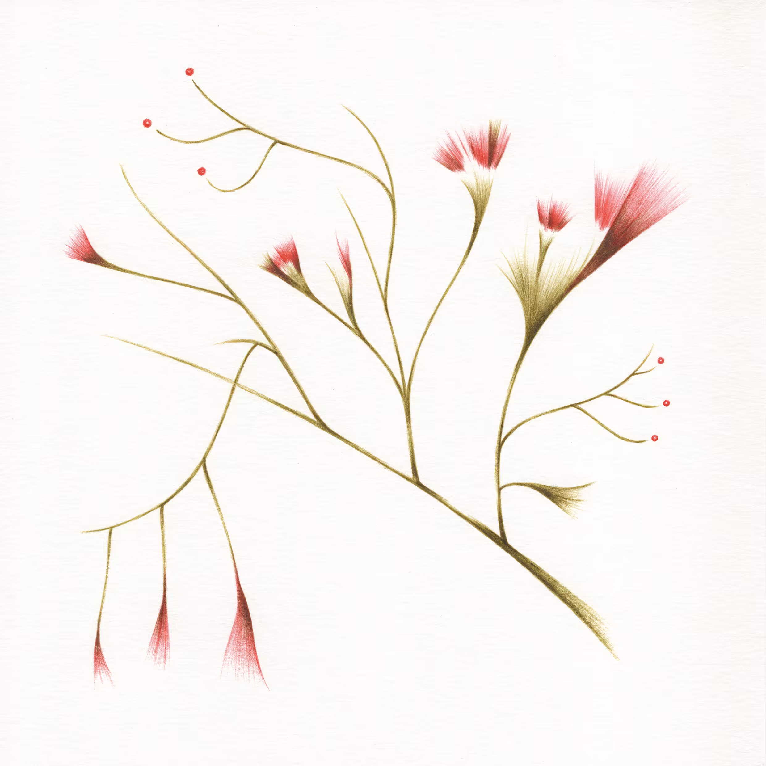 I see the desert bloom #2