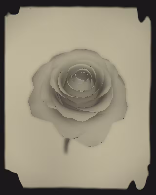 Rose 1851 #92