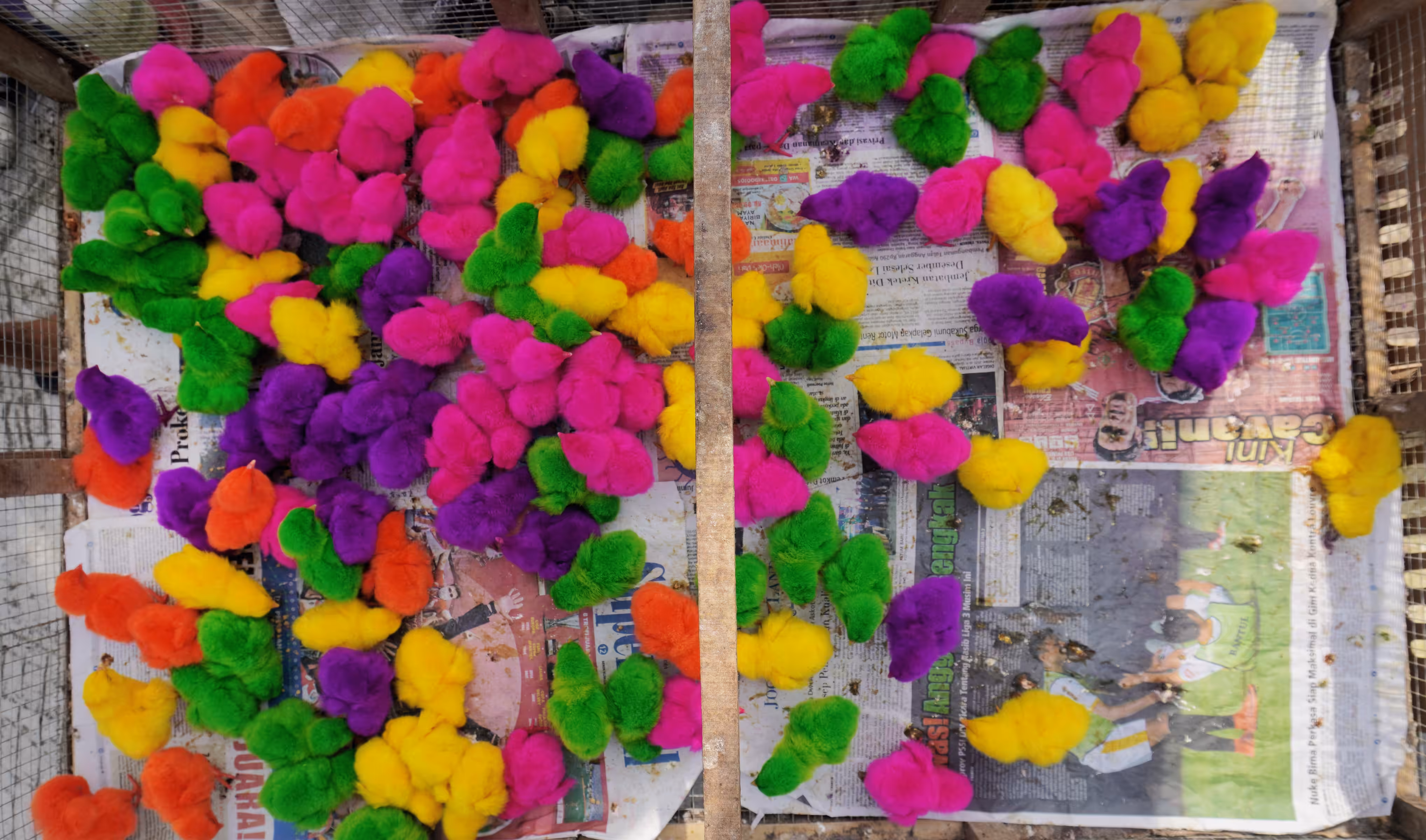rainbow chicks