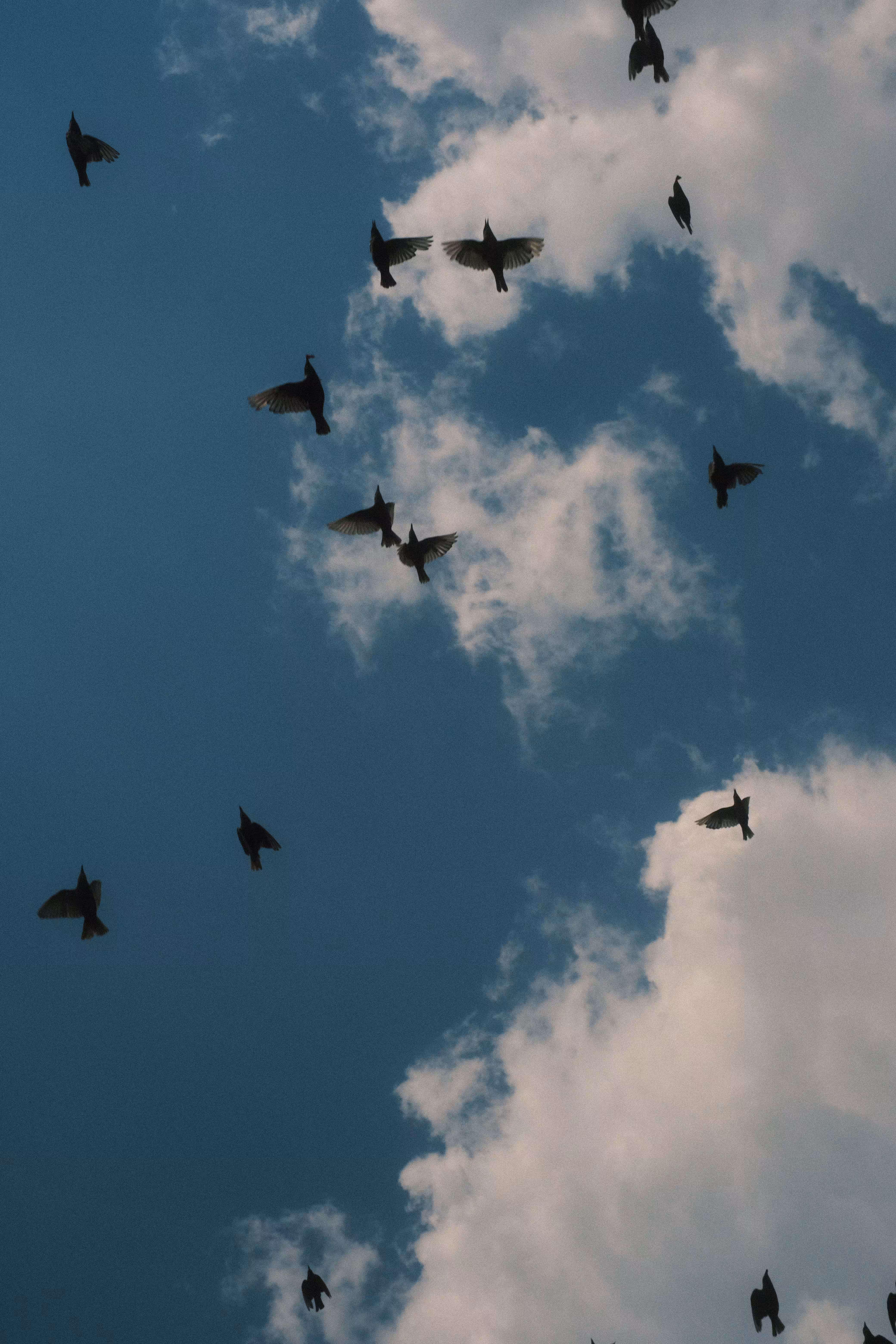 Birds