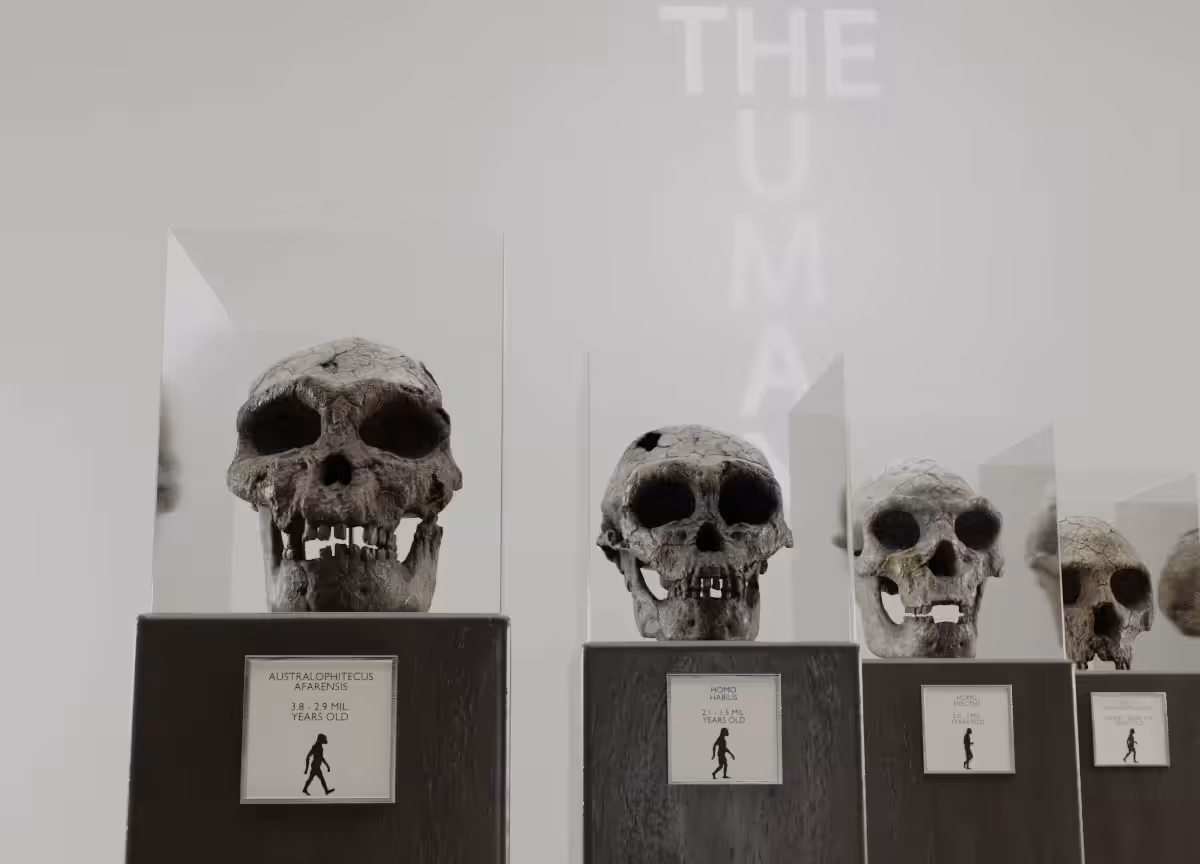 The Human Lineage MMXXI