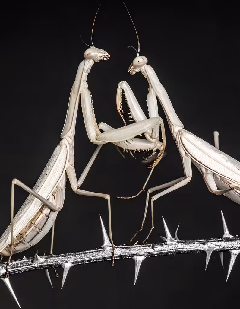 4/4 Life Cycle of a Praying Mantis Stage 4: The Praying Mantis' Final Form