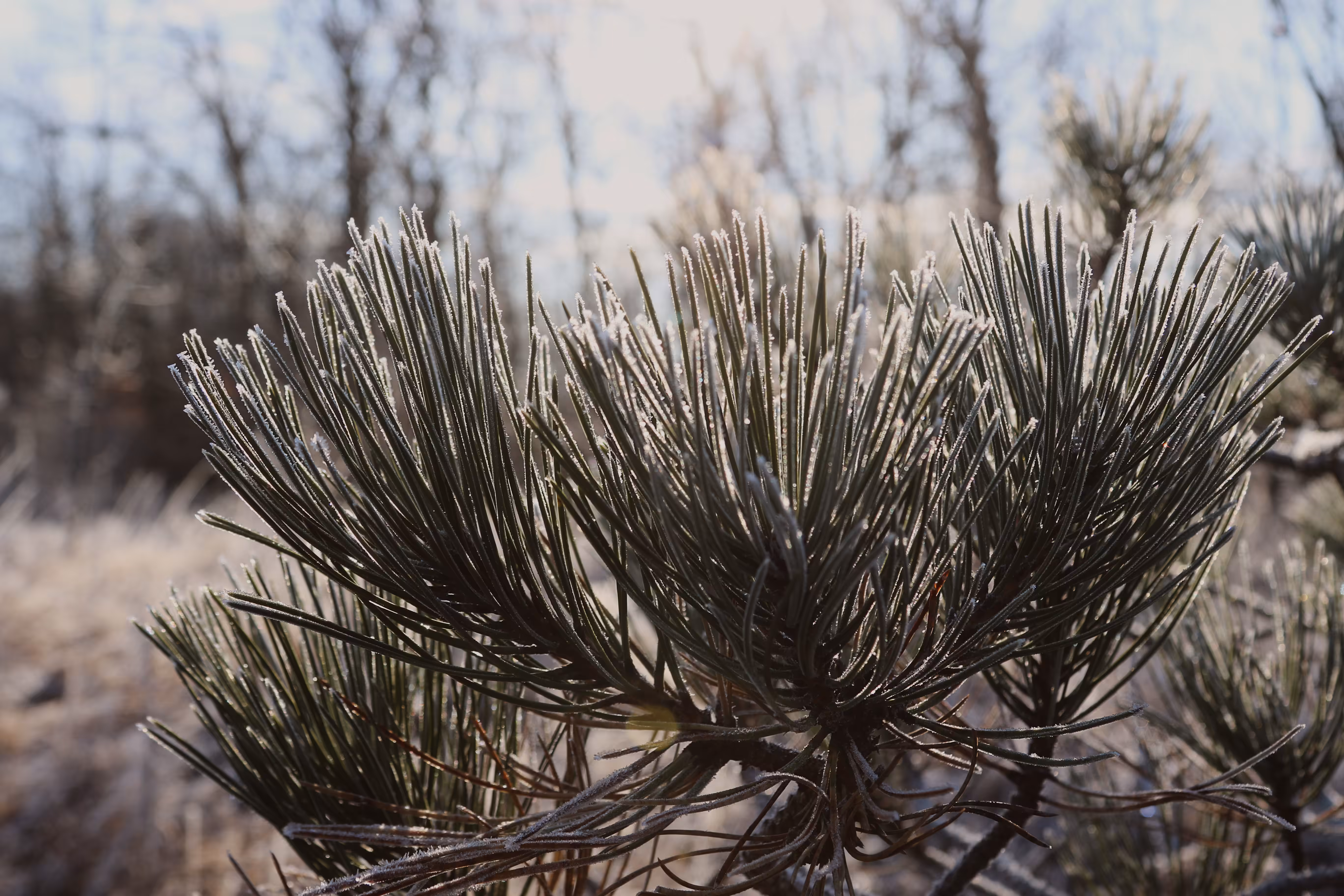 _this old pine