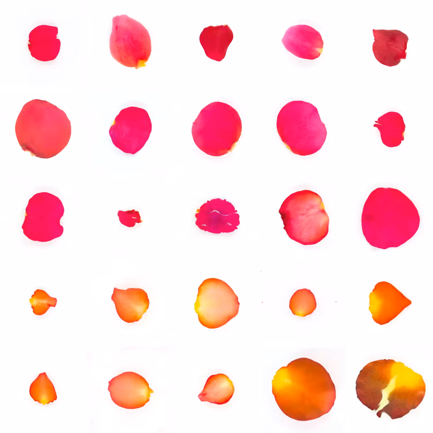 Infinite Petals 5x5#432