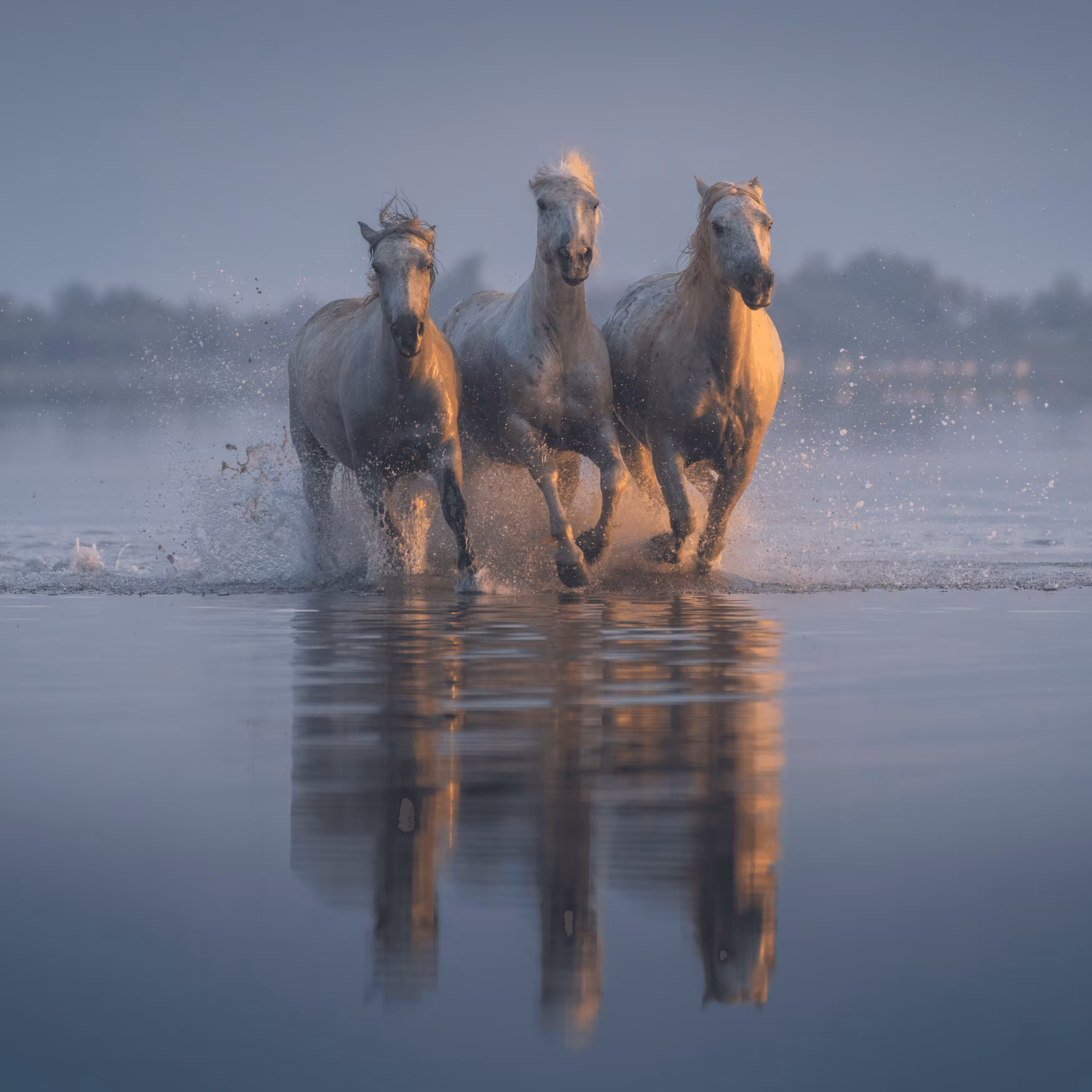White Angels of Camargue #15