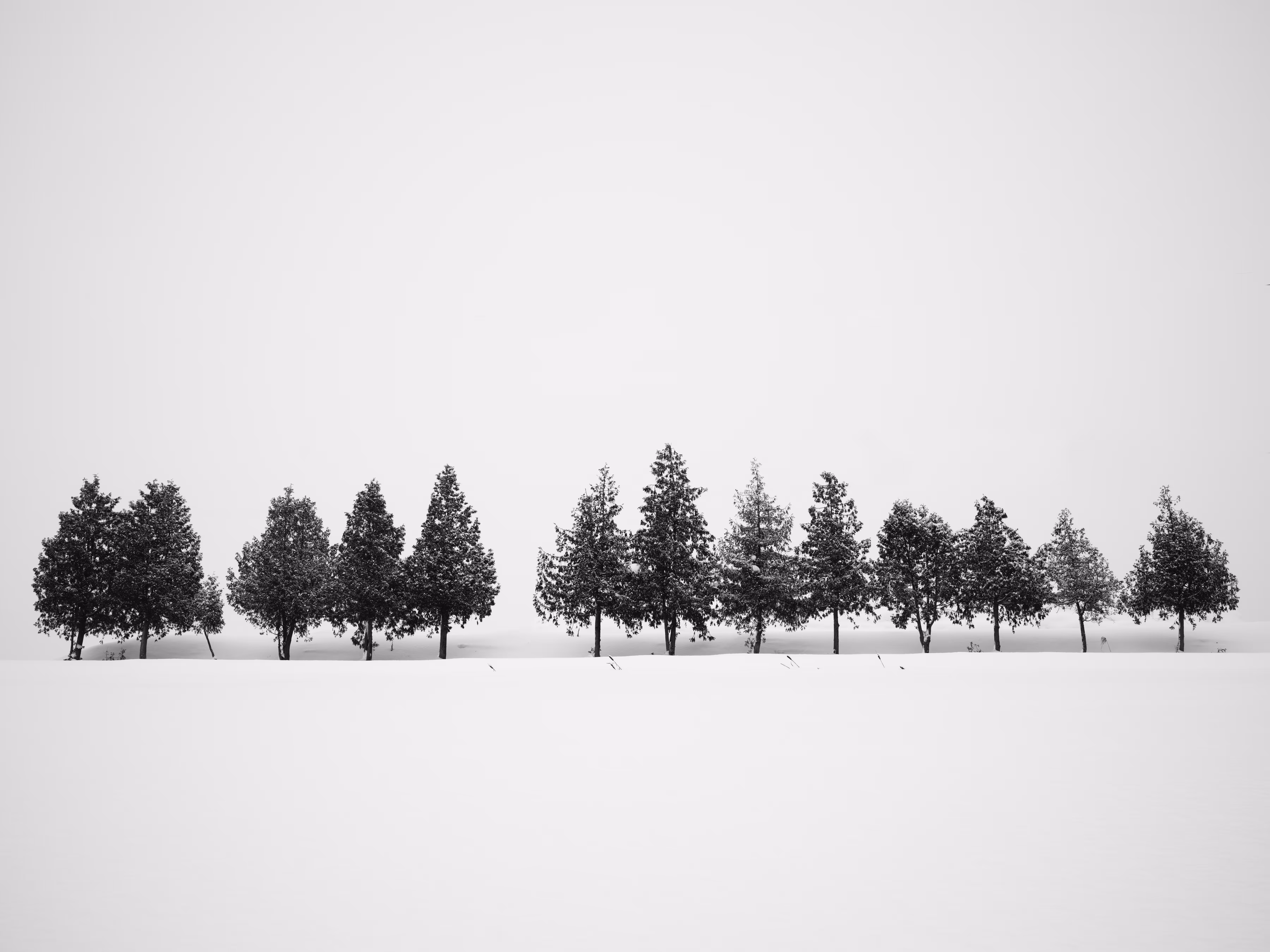 13 Trees #1