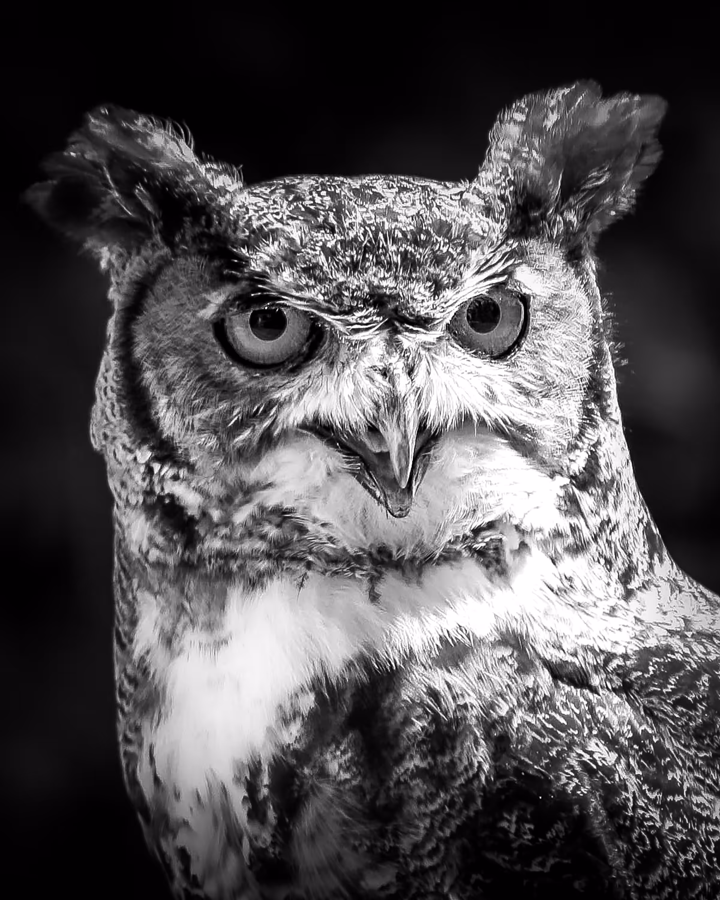 Great Horned Owl