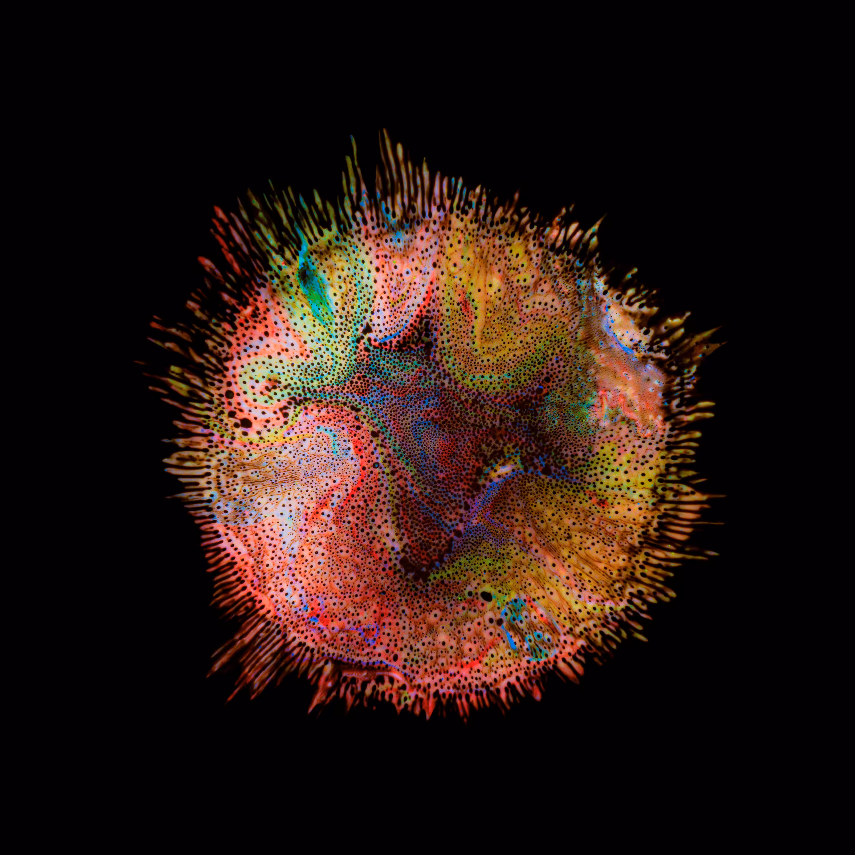 Haematopoiesis #108