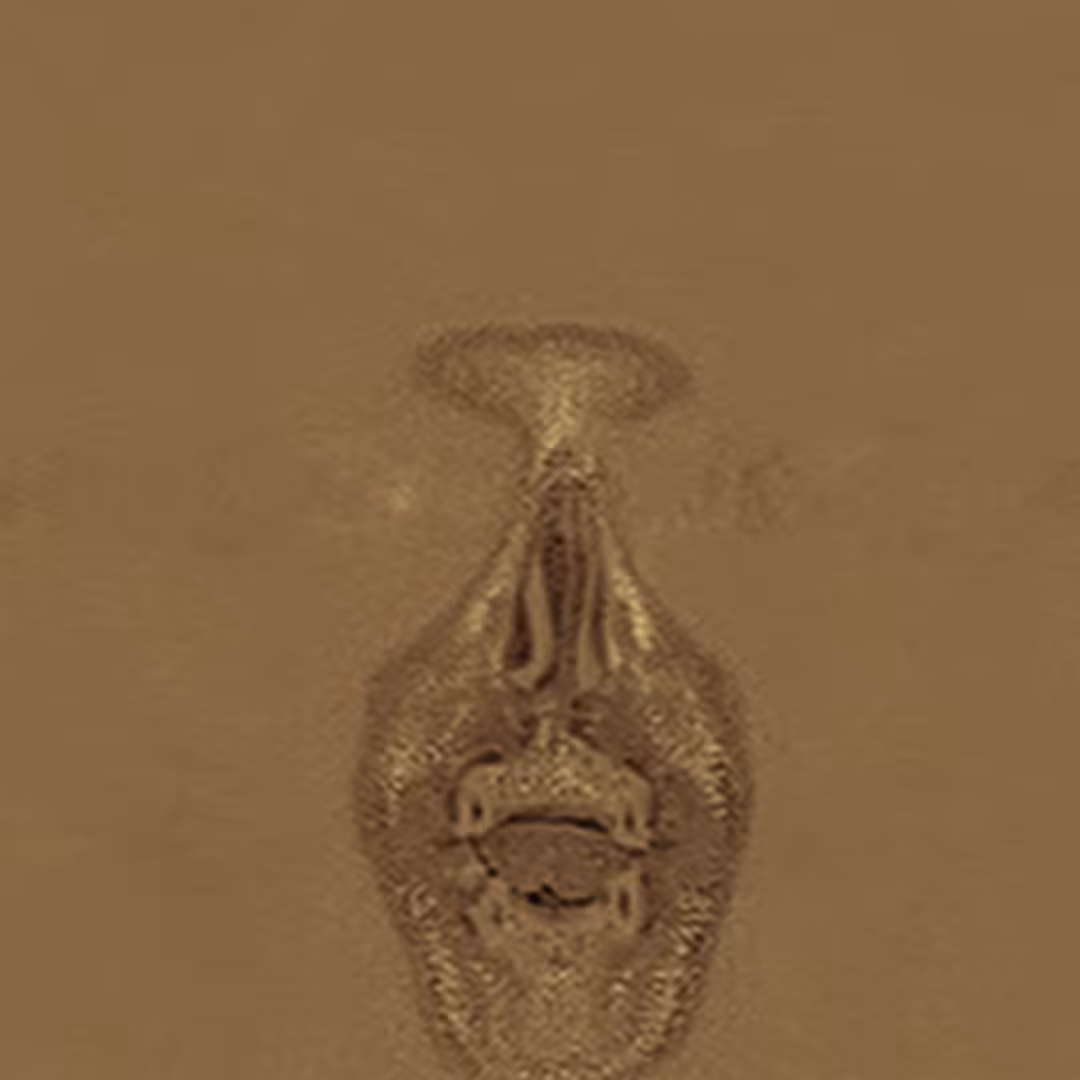 The Brain 02