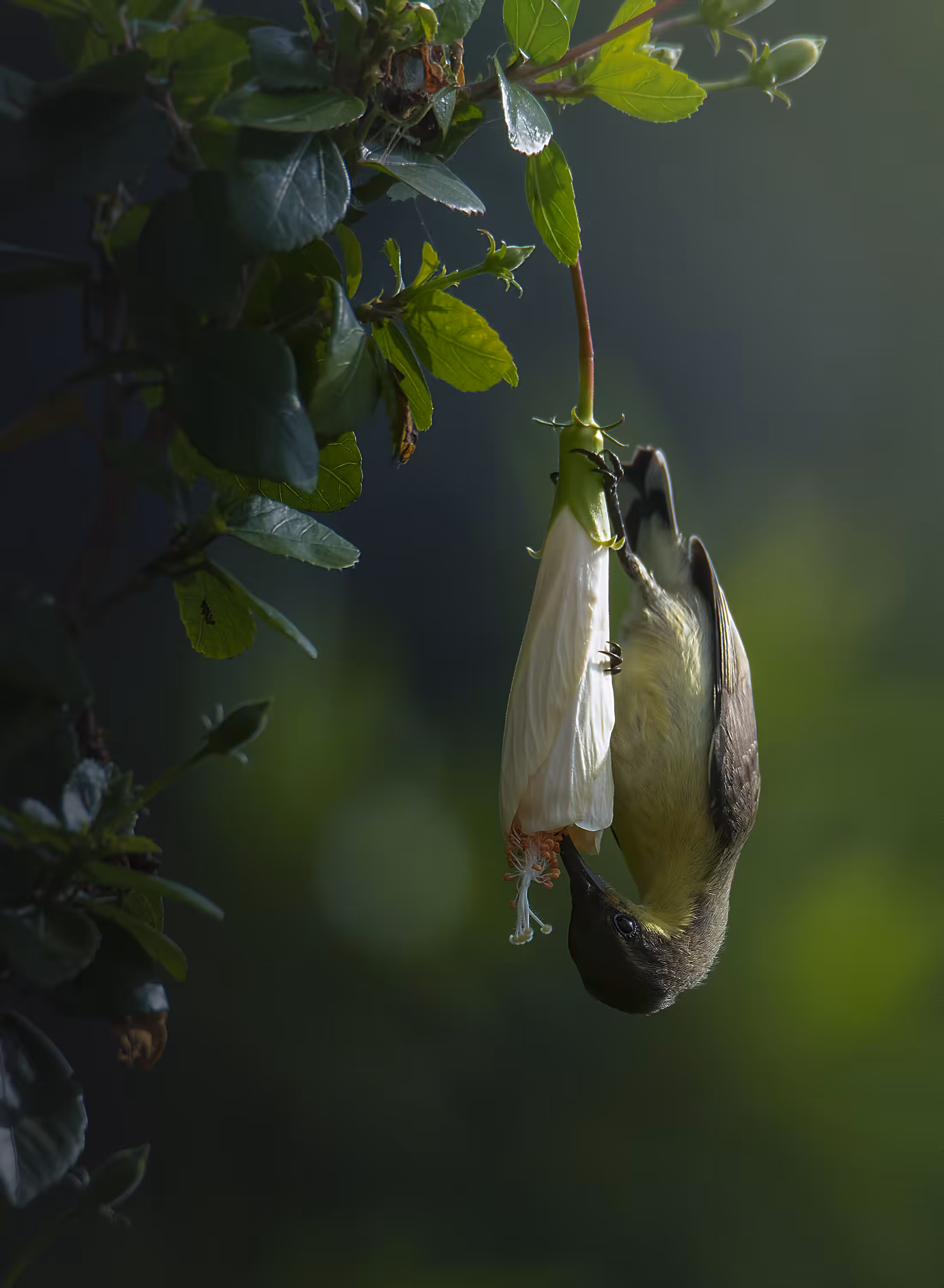 Purple Sunbird (Female)
