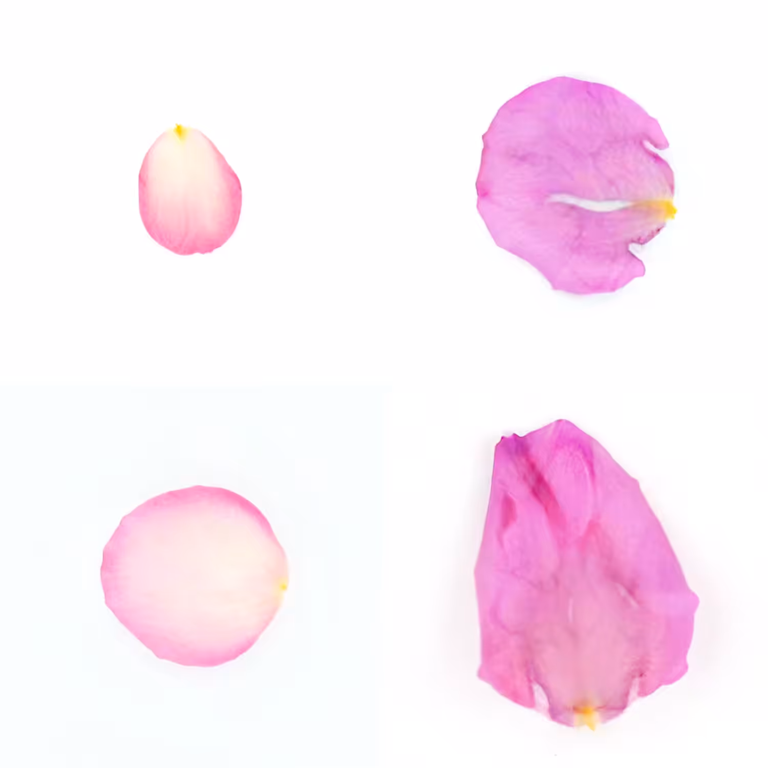 Infinite Petals 2x2#20211