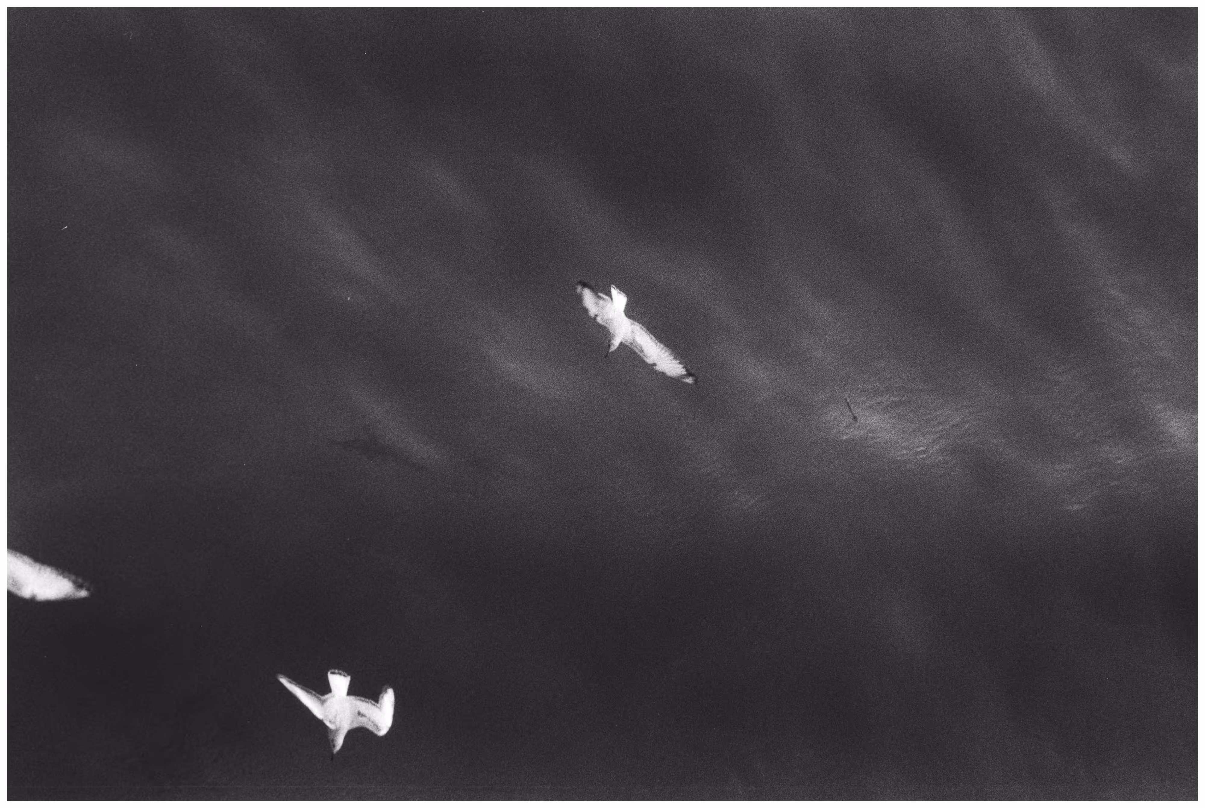 Fly like Seagull
