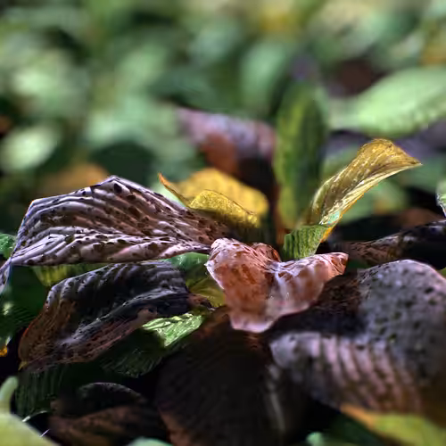 Hosta plant