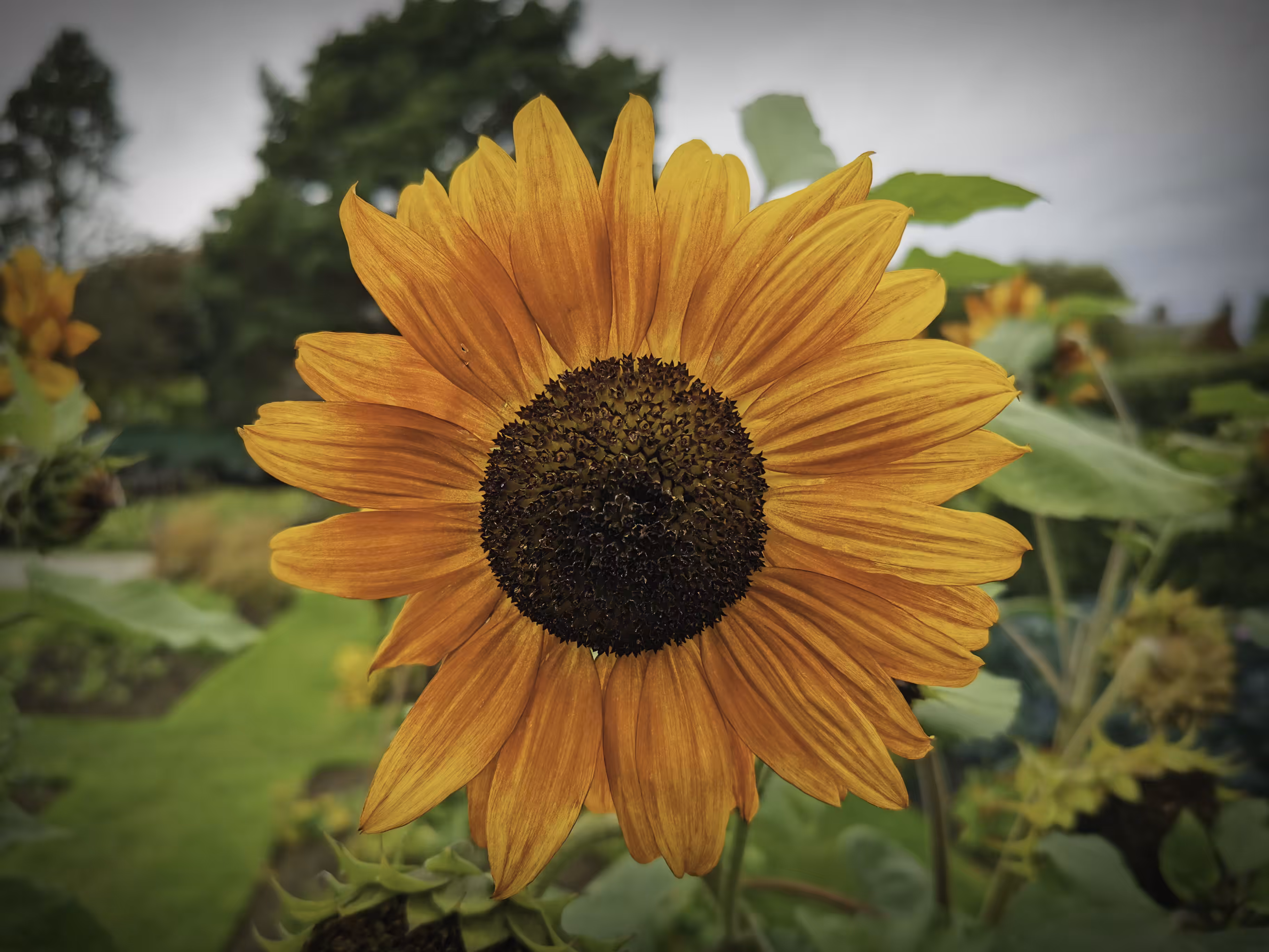 Sunflower