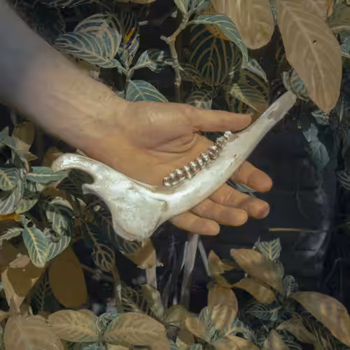 Jaw Bone