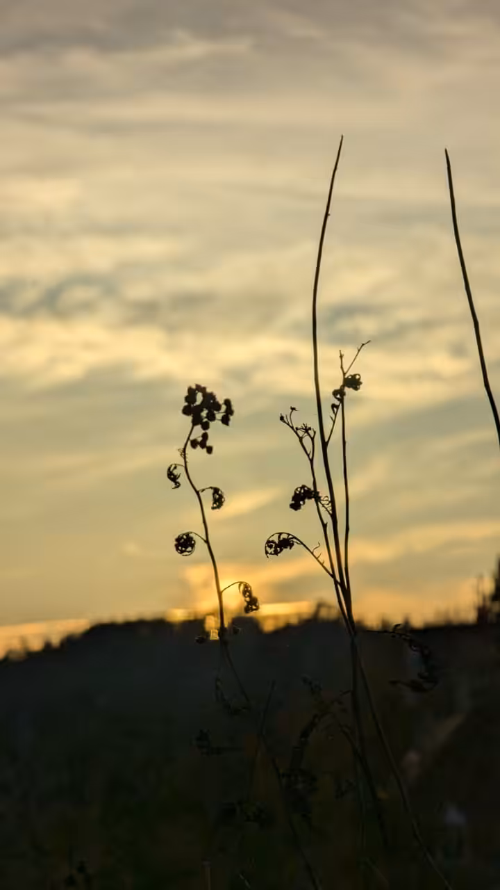 Fall of Dusk