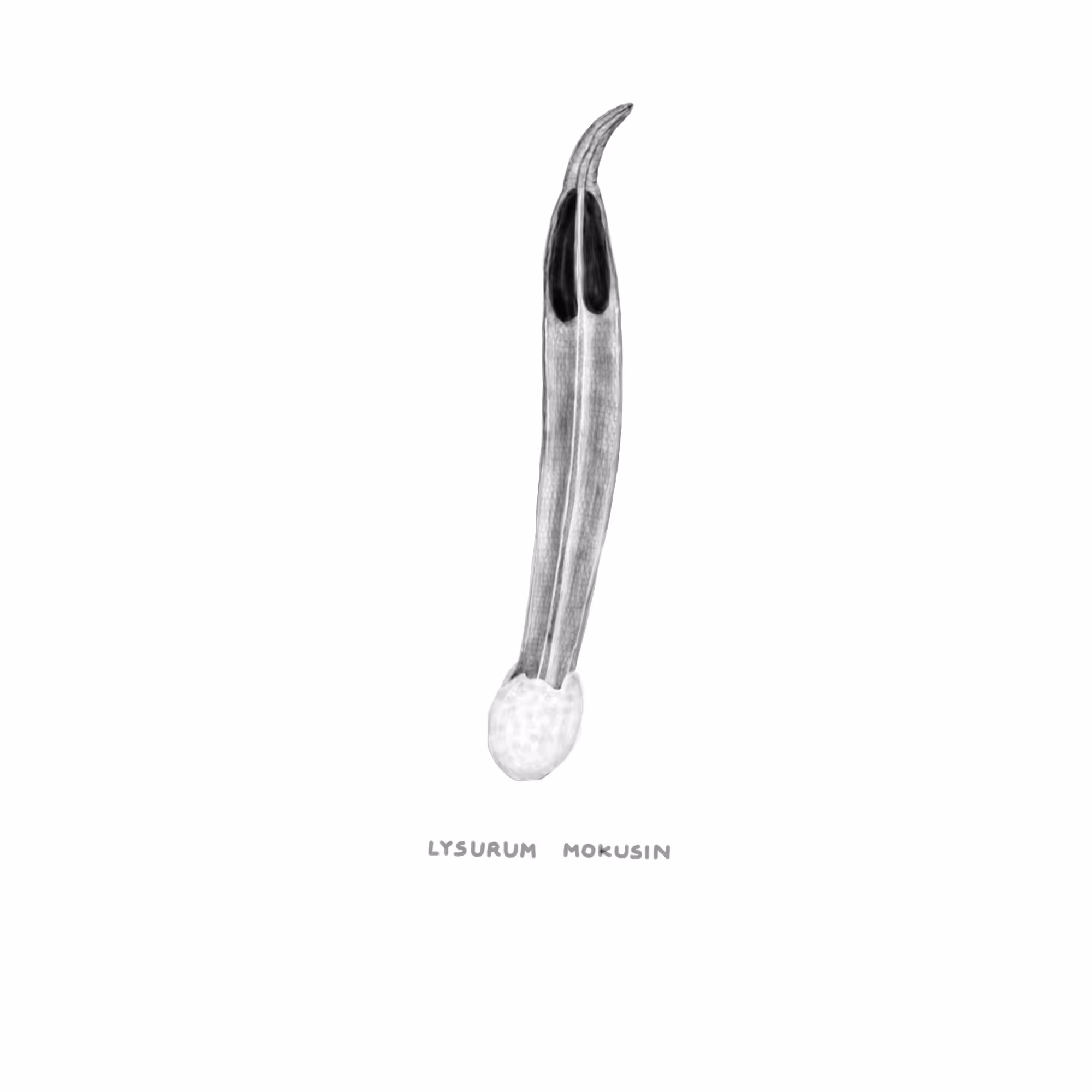 #31 CRAWL - Lysurum Mokusin