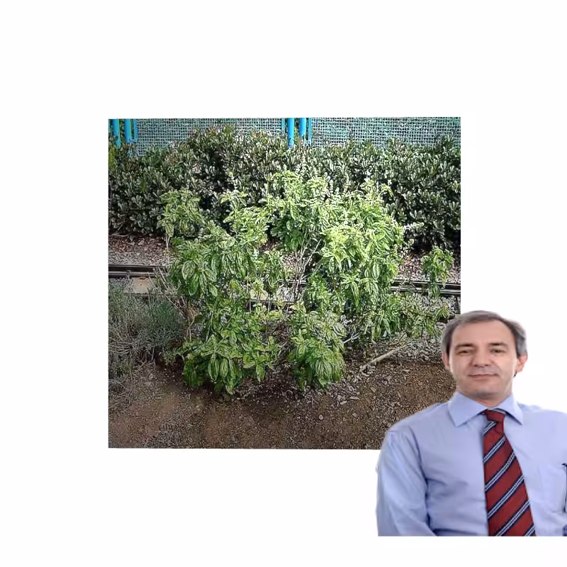 ART BASIL 2022 #60