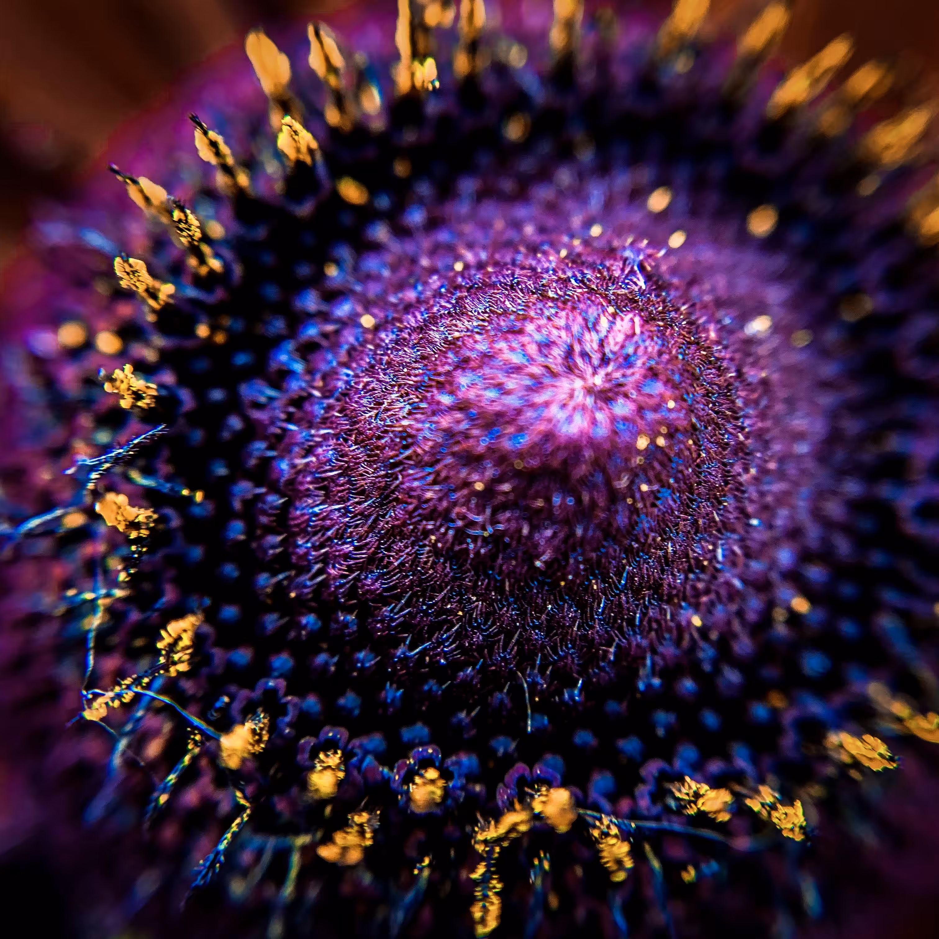 German Macro Blume