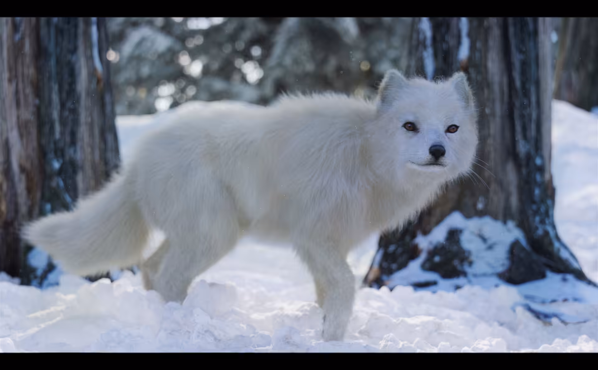 The Arctic Fox