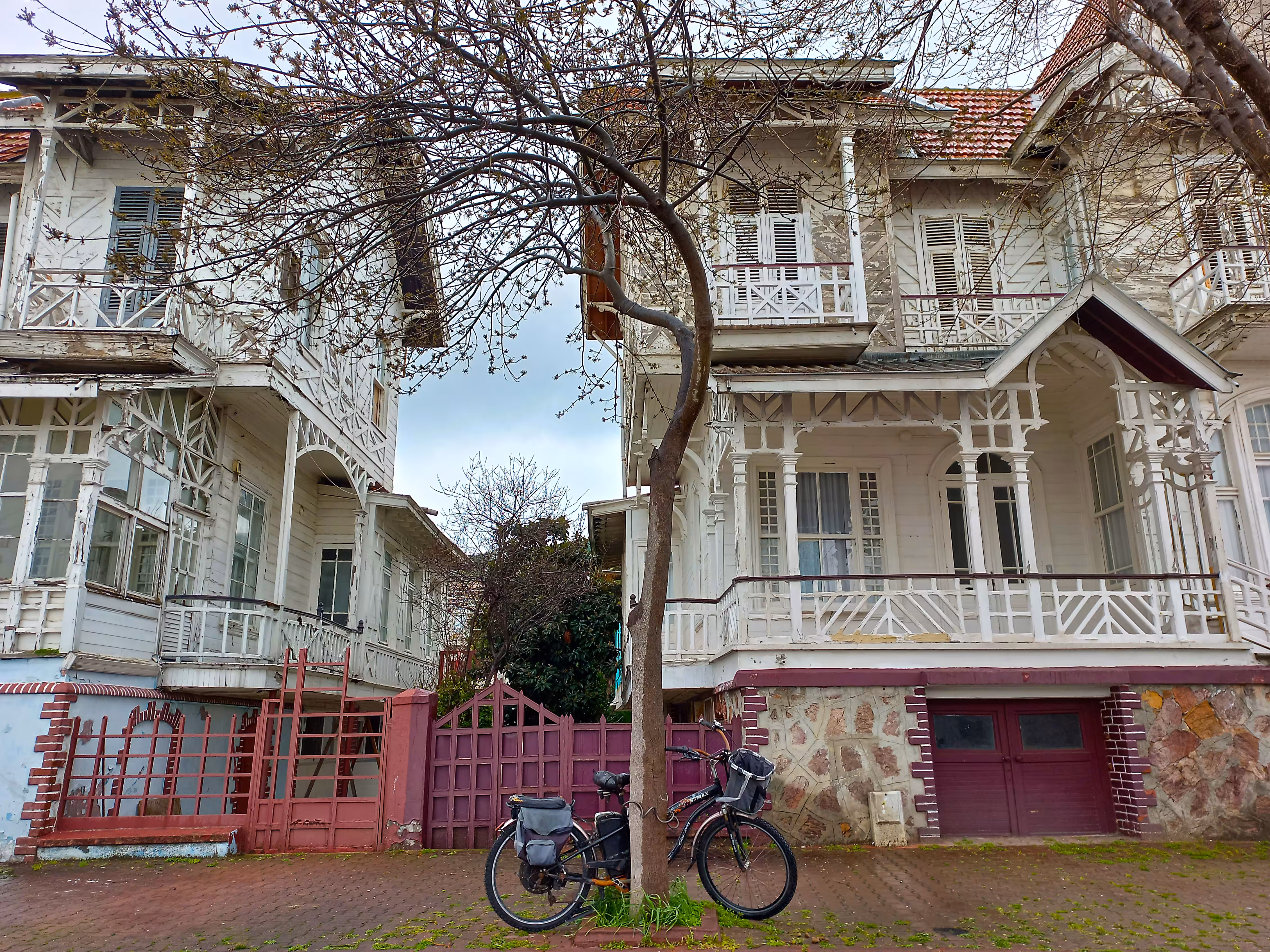 Tree and bicycle