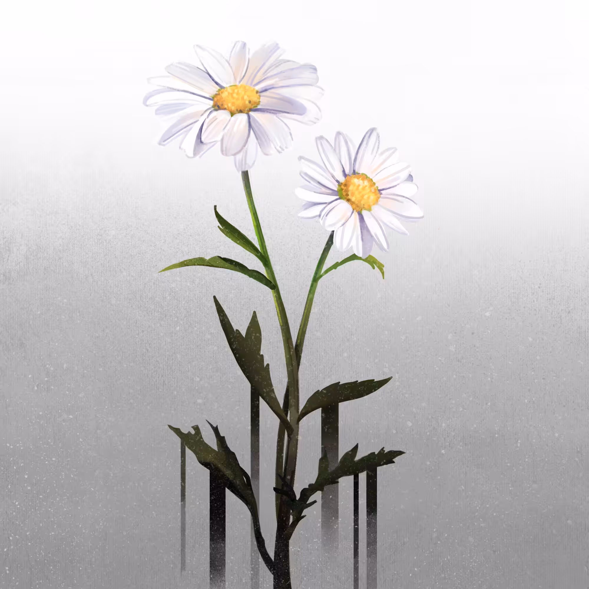 00:00:03 - Daisy