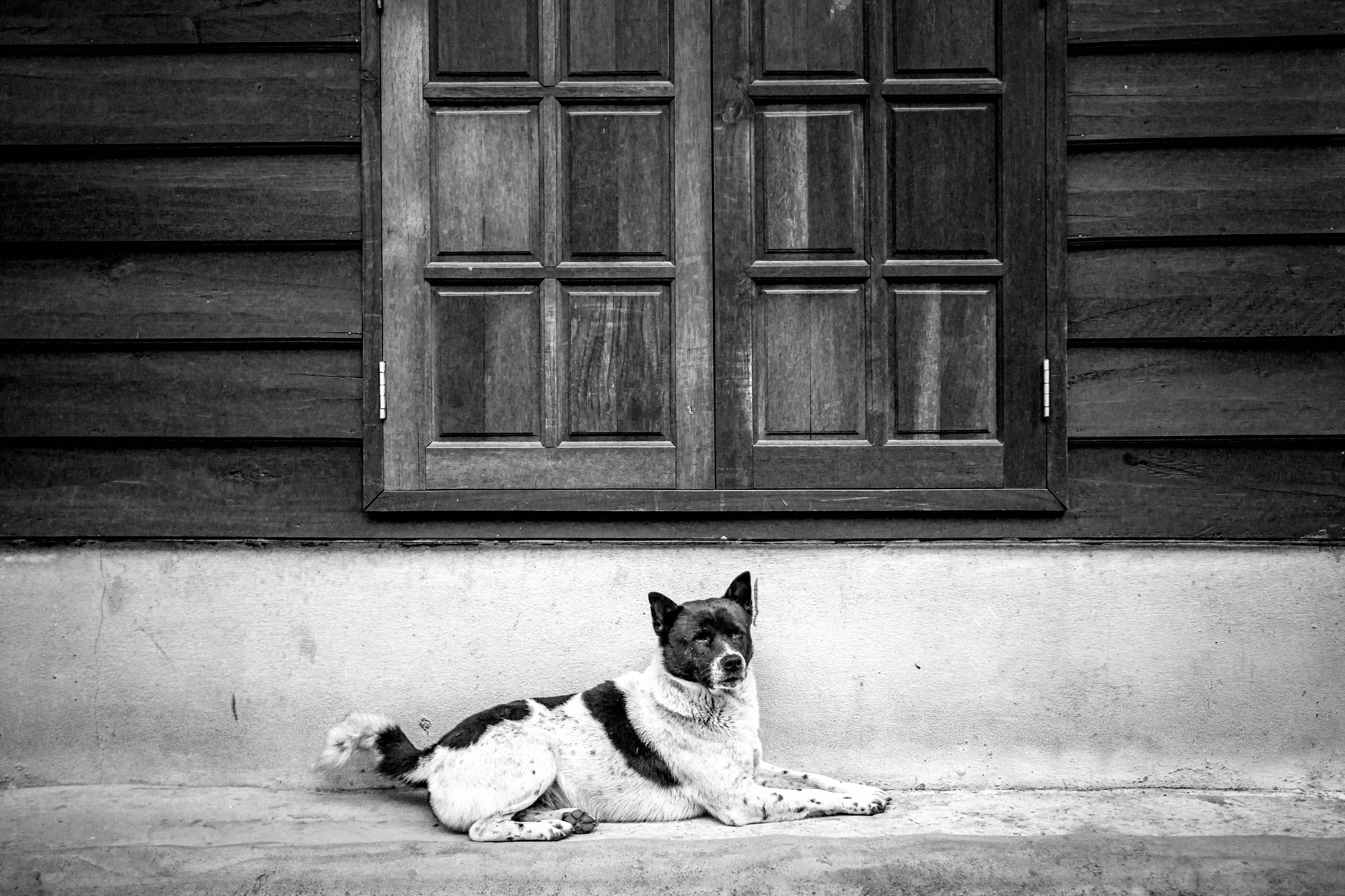 Black and White dog.