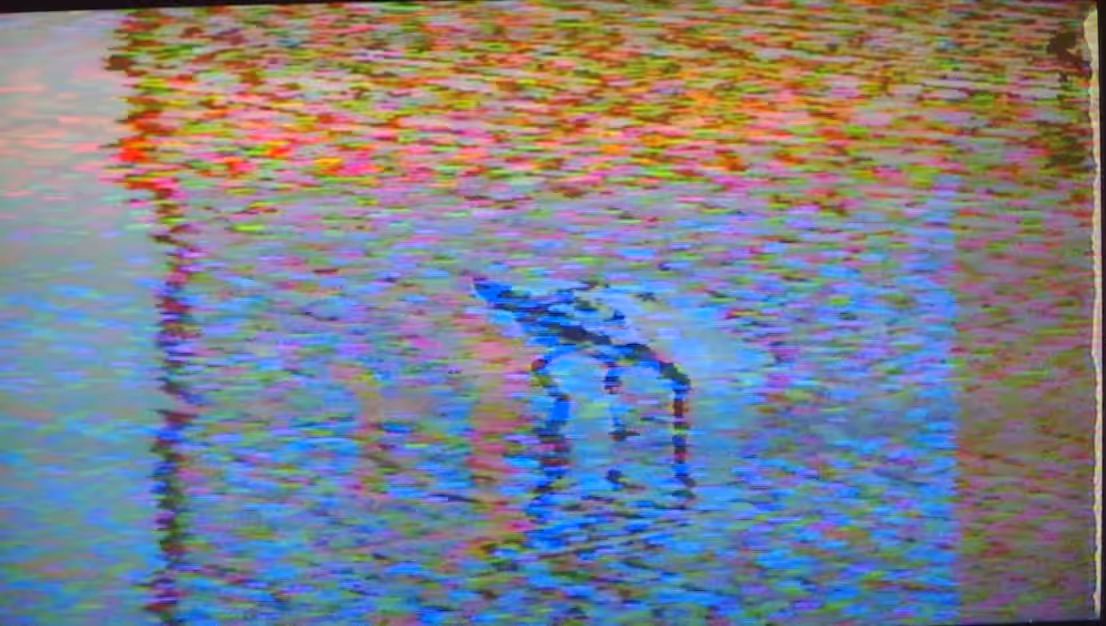 Bar-tailed godwit