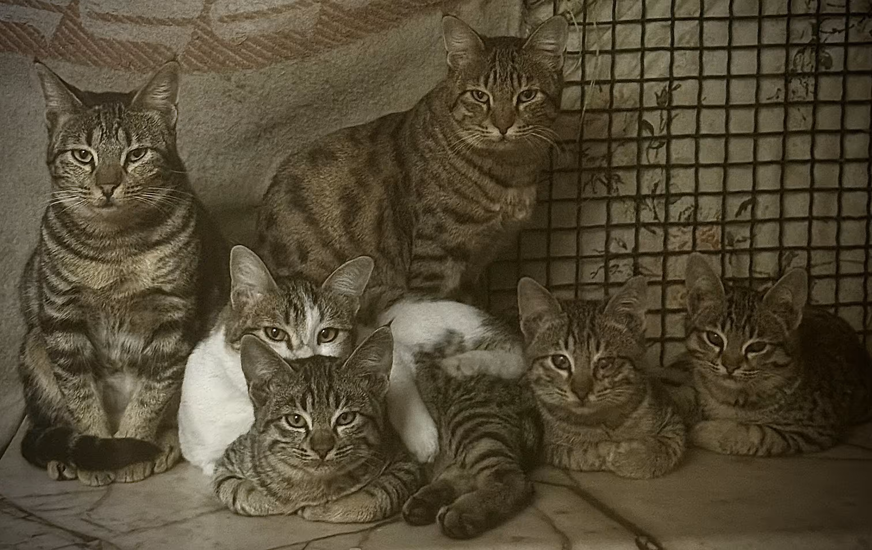 Documentary photos of the animals I rescued