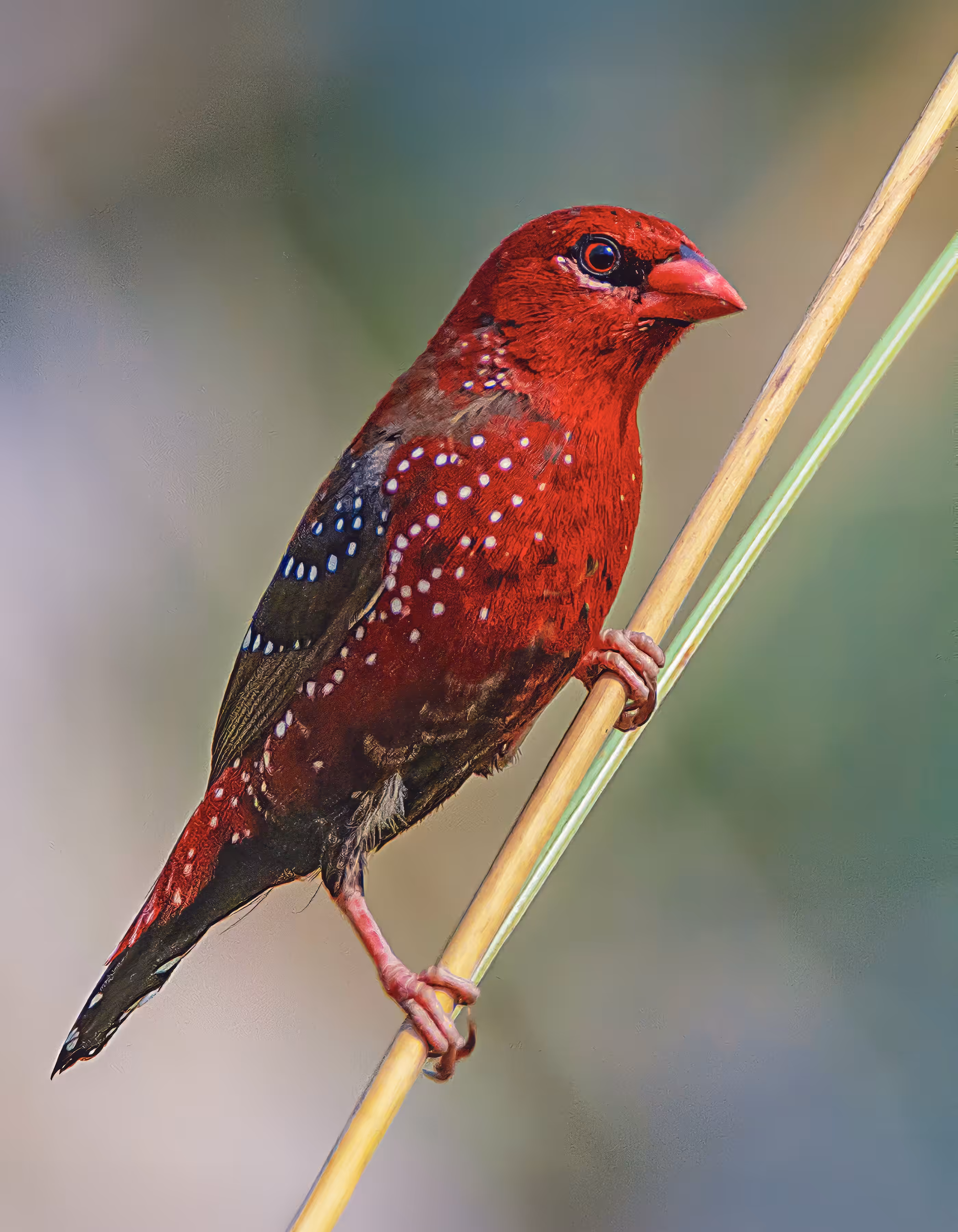Red Avadavat