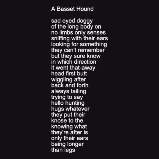 A Basset Hound

sad ...