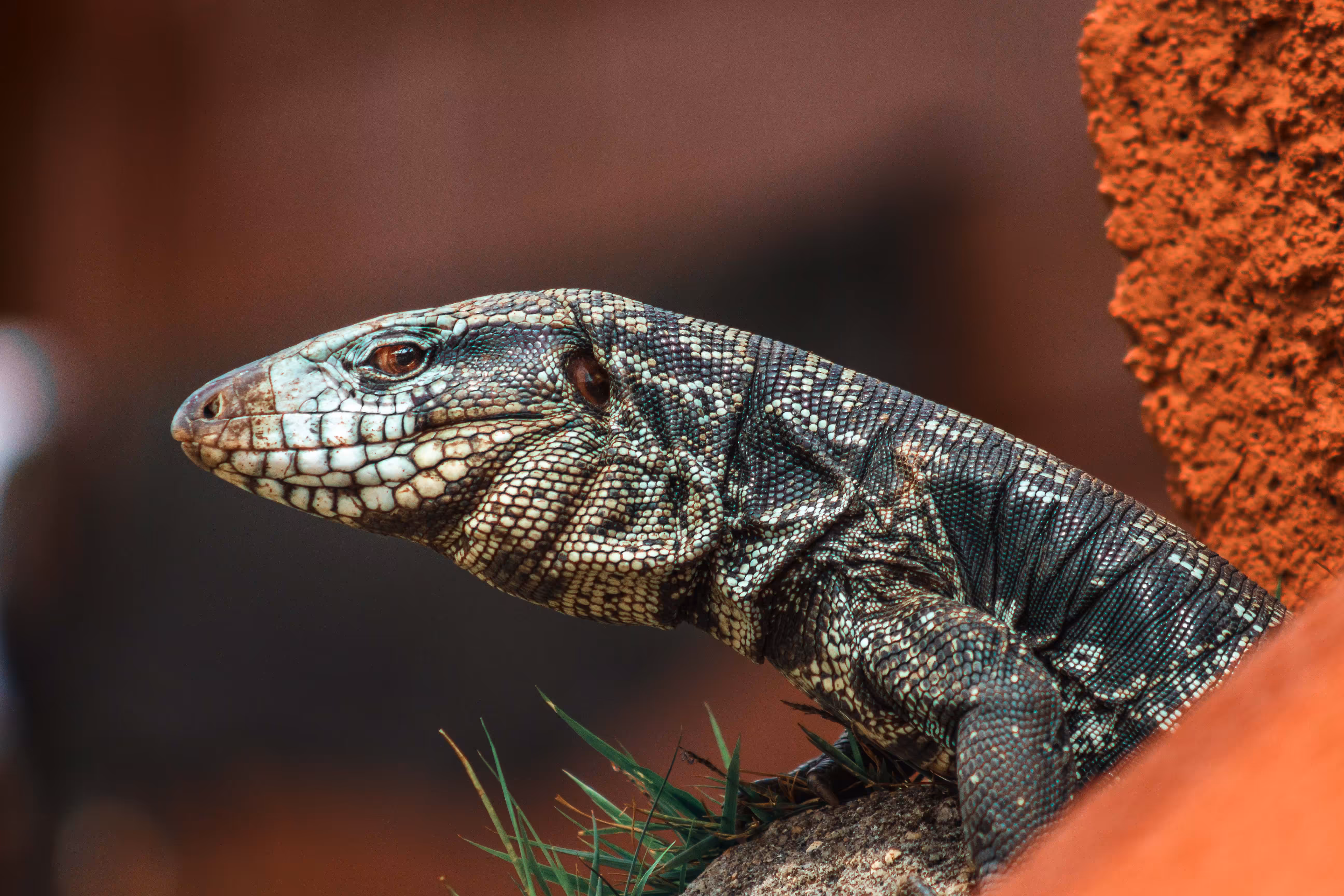 The Lizard