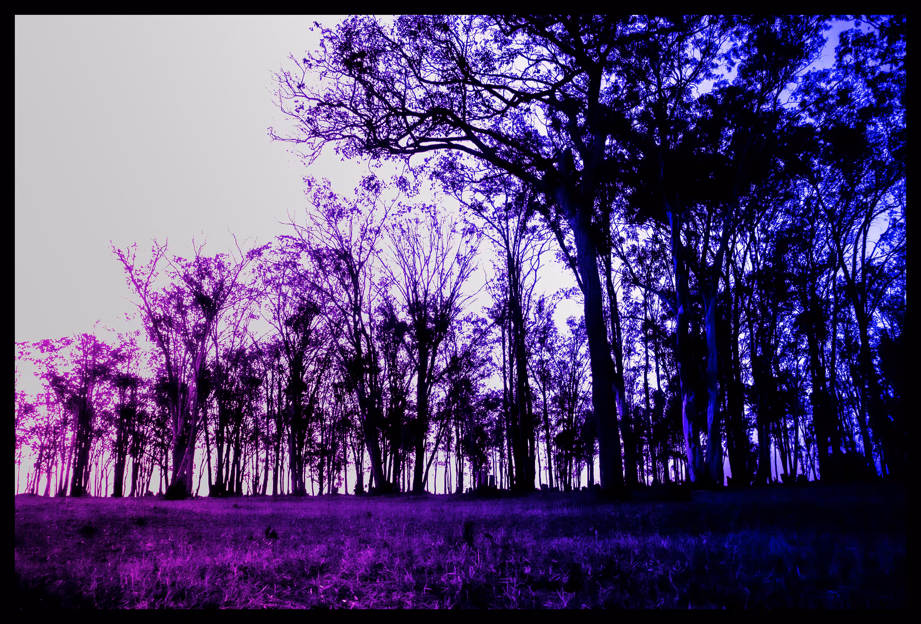 Dream