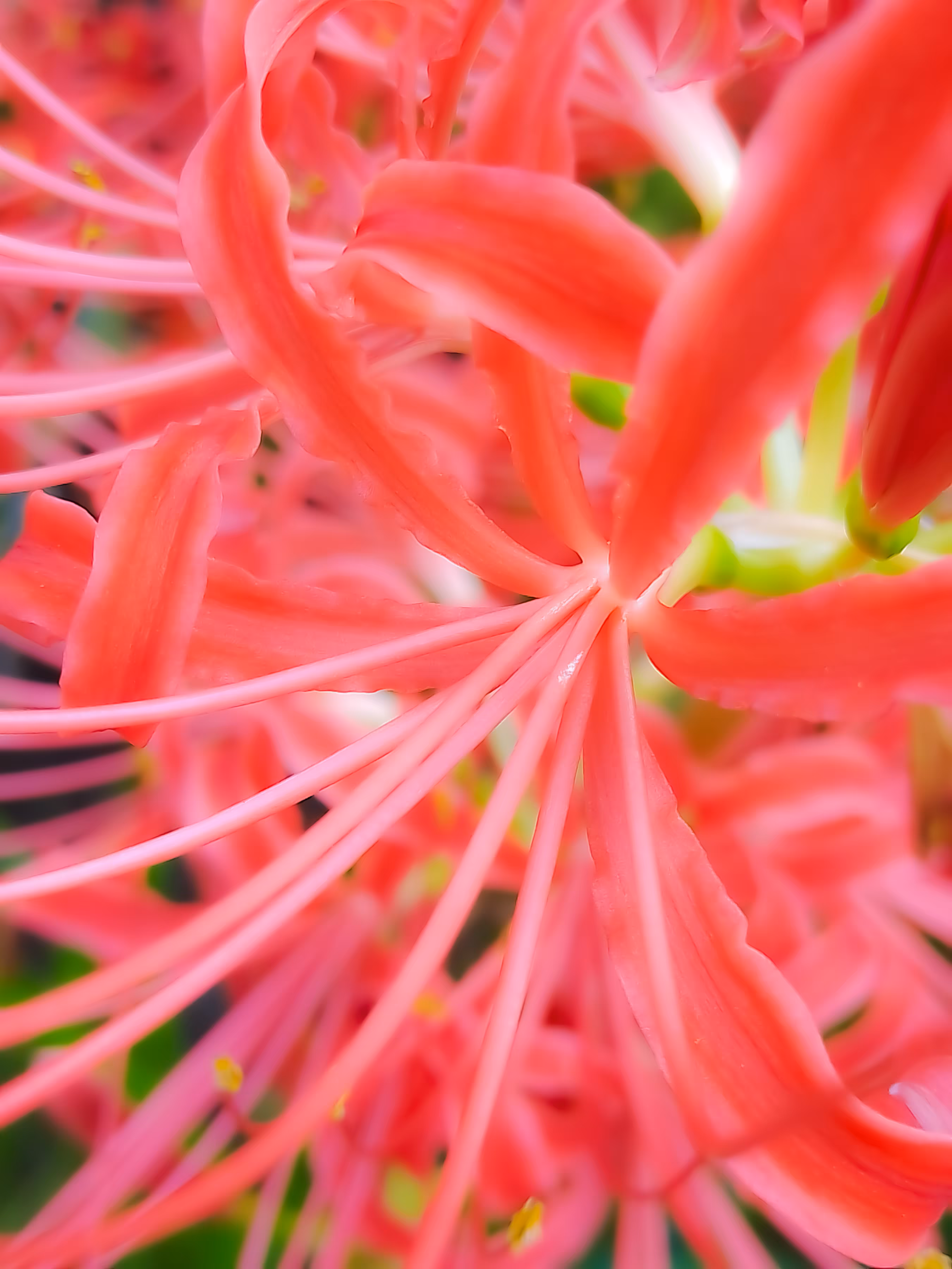 spider lilies