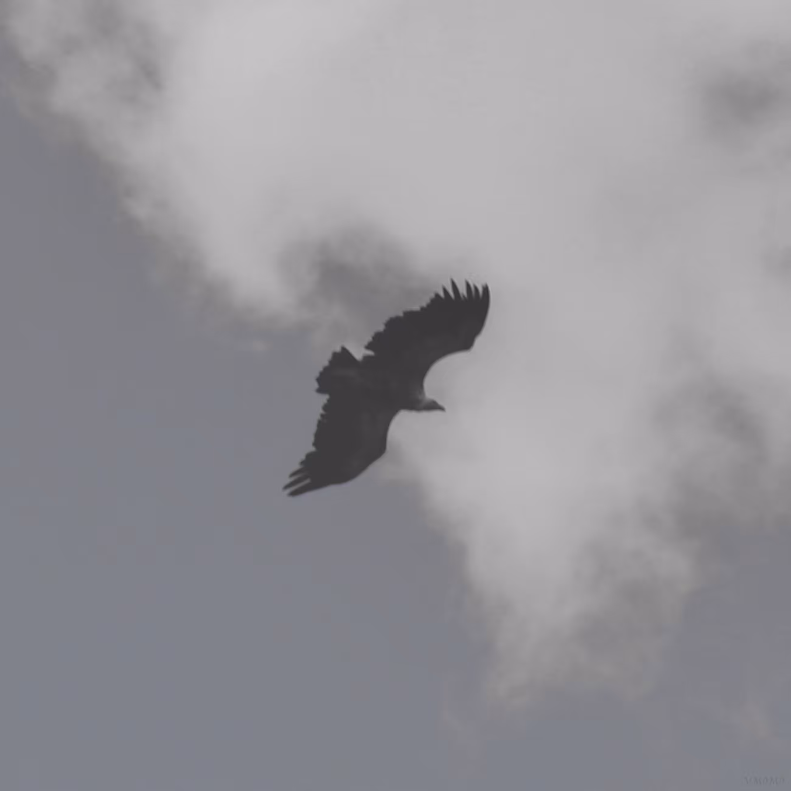 Captured Perspectives: Bird of Prey