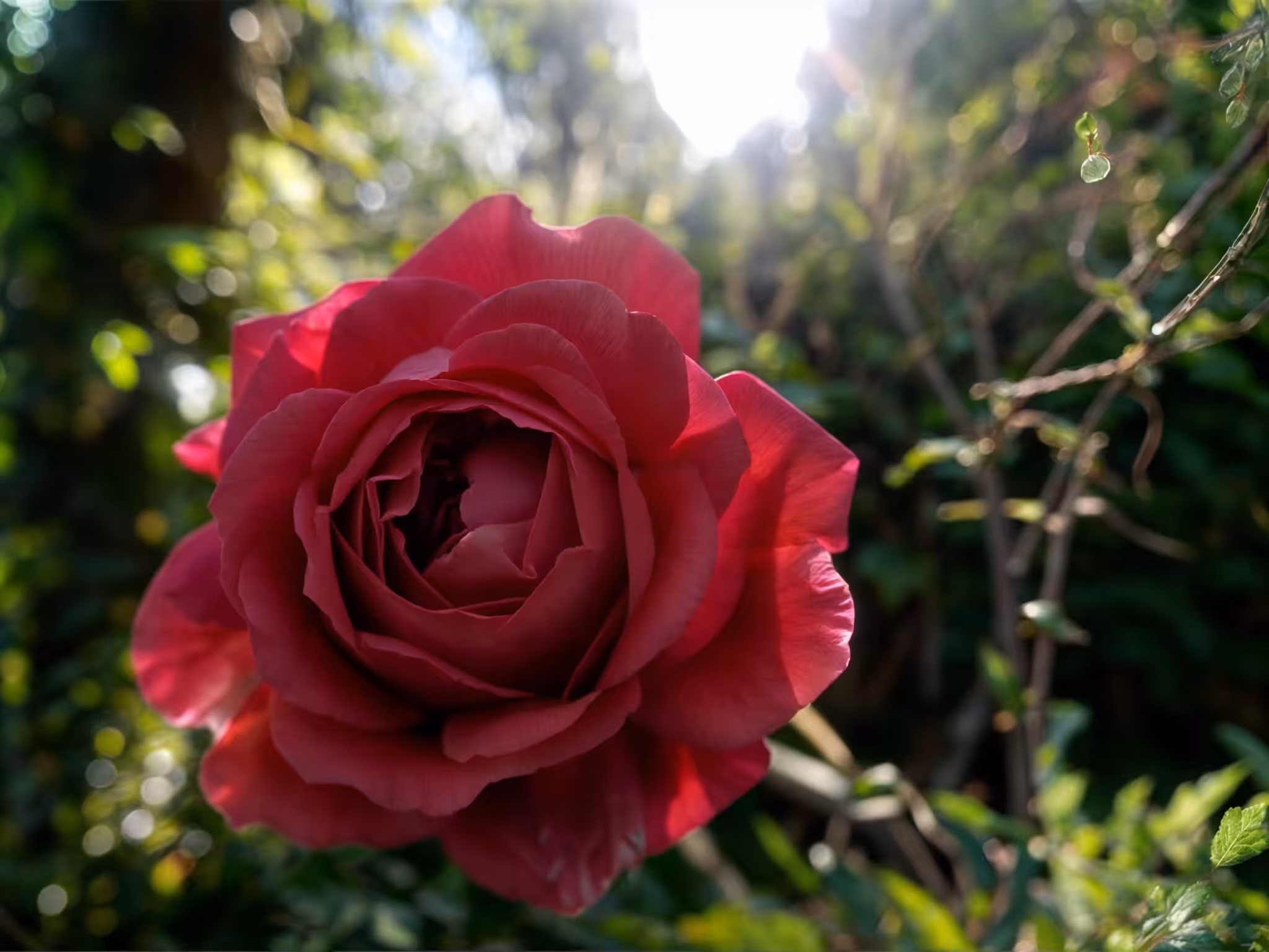 Rose For Love 