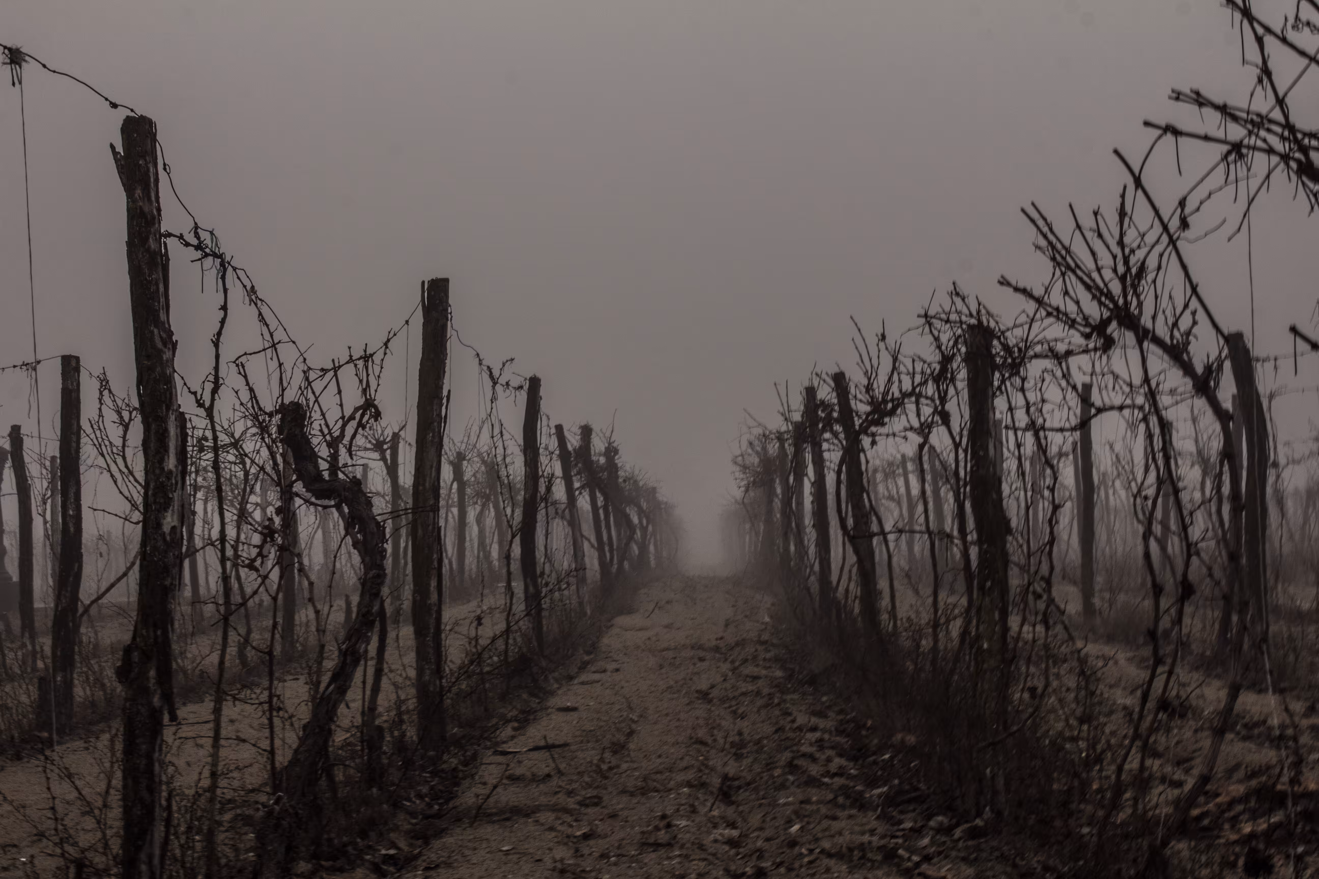 vinograd u vojvodini