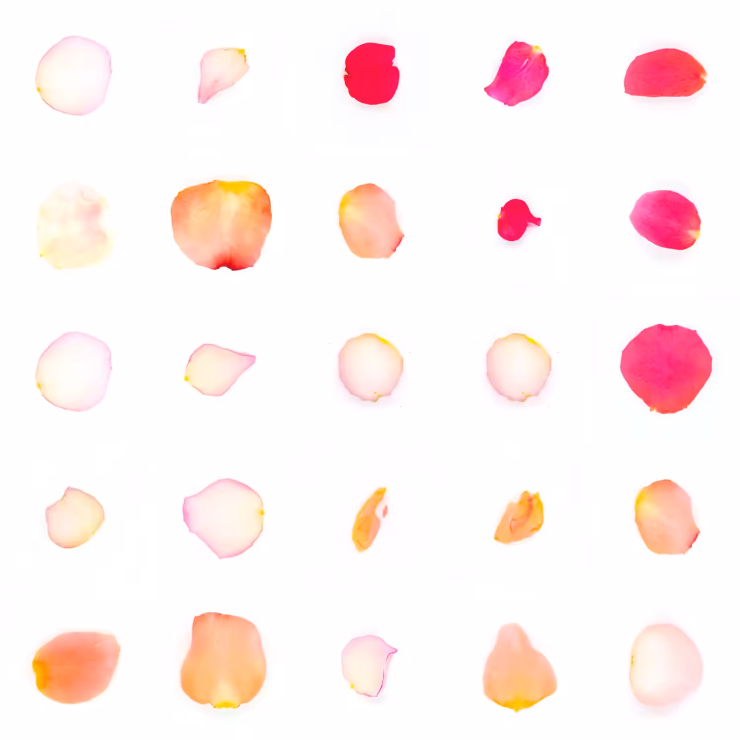 Infinite Petals 5x5#20798
