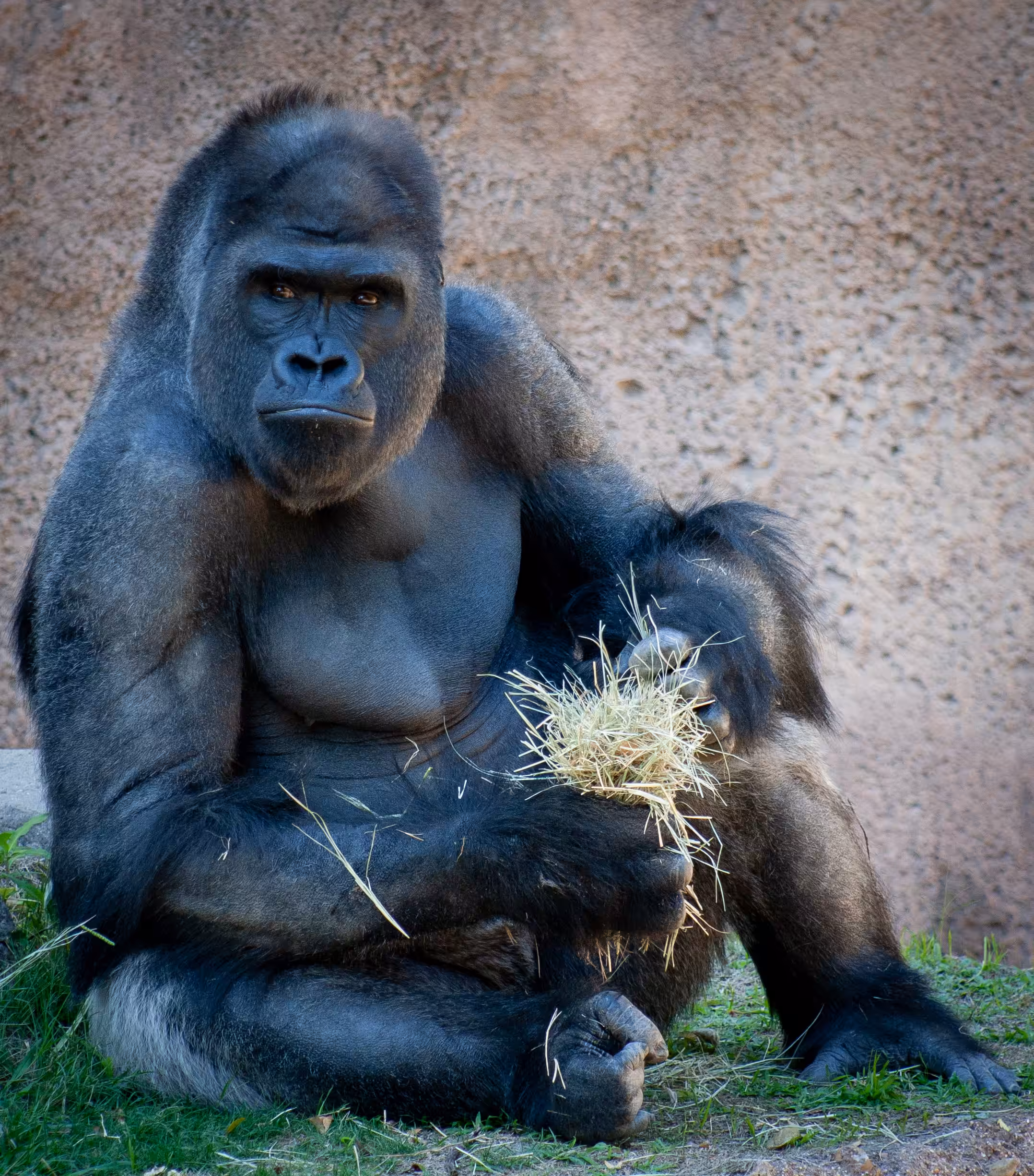 Deep in Thought a Silverback Moment