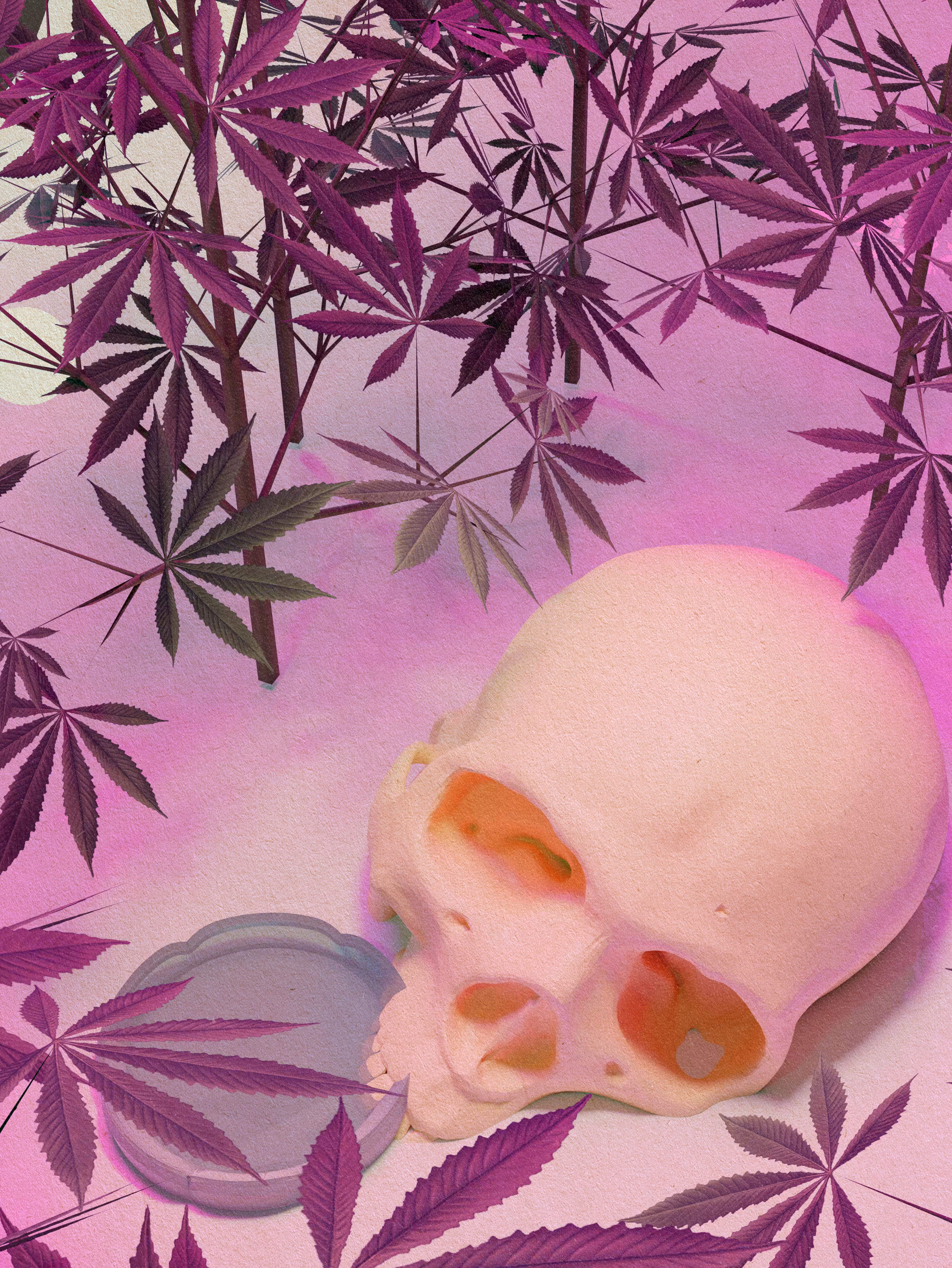 Maconha