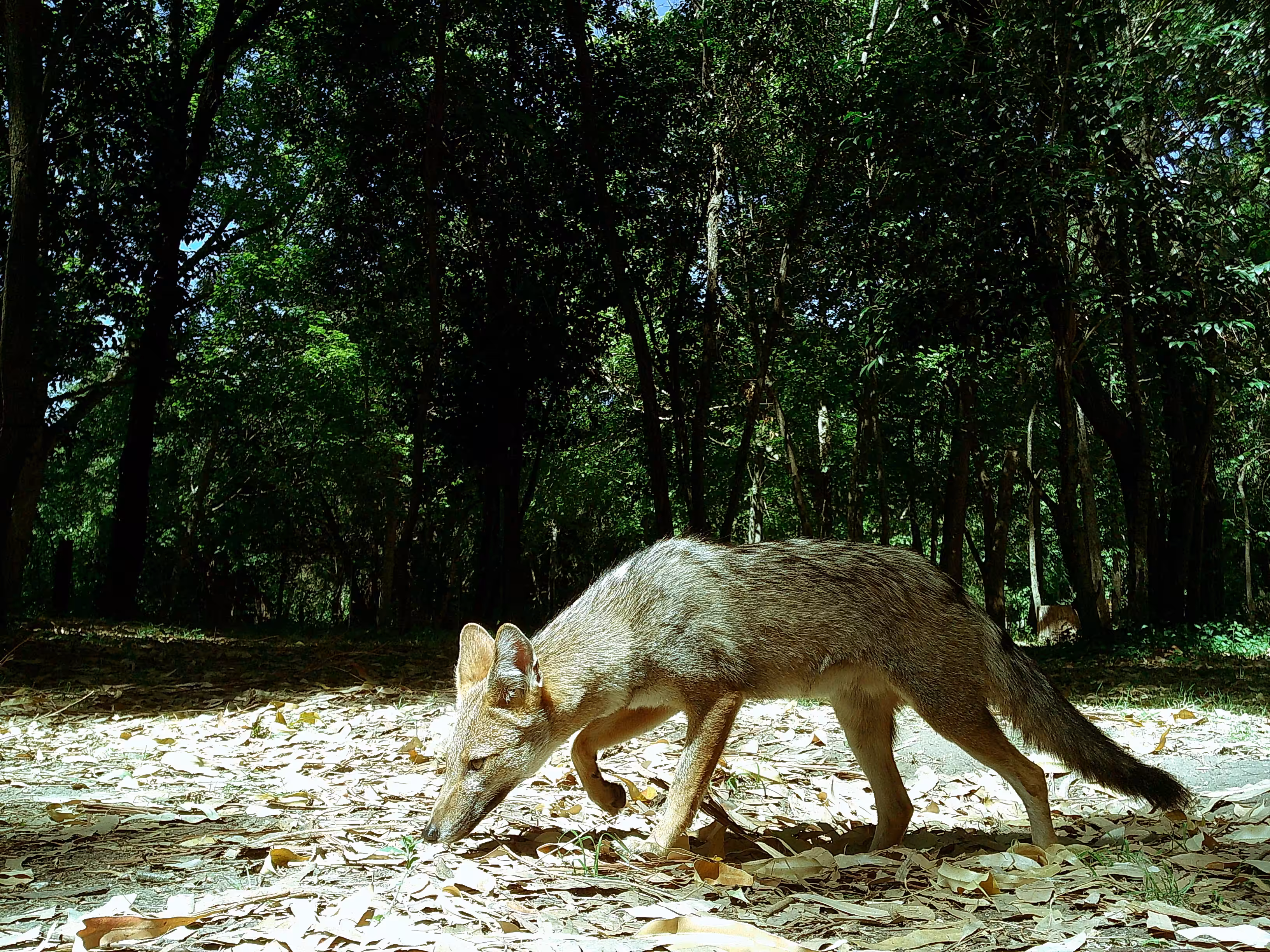 Pampas Fox