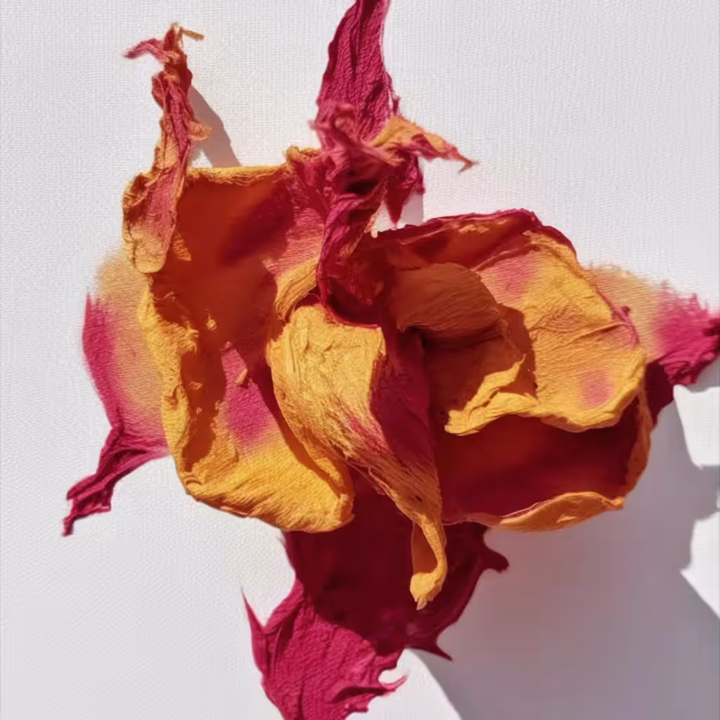 Among the Wings of Blooms