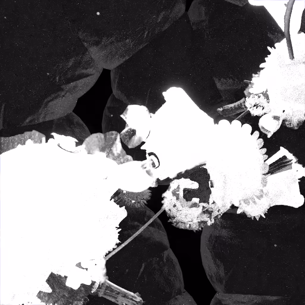 bloomssubsidence