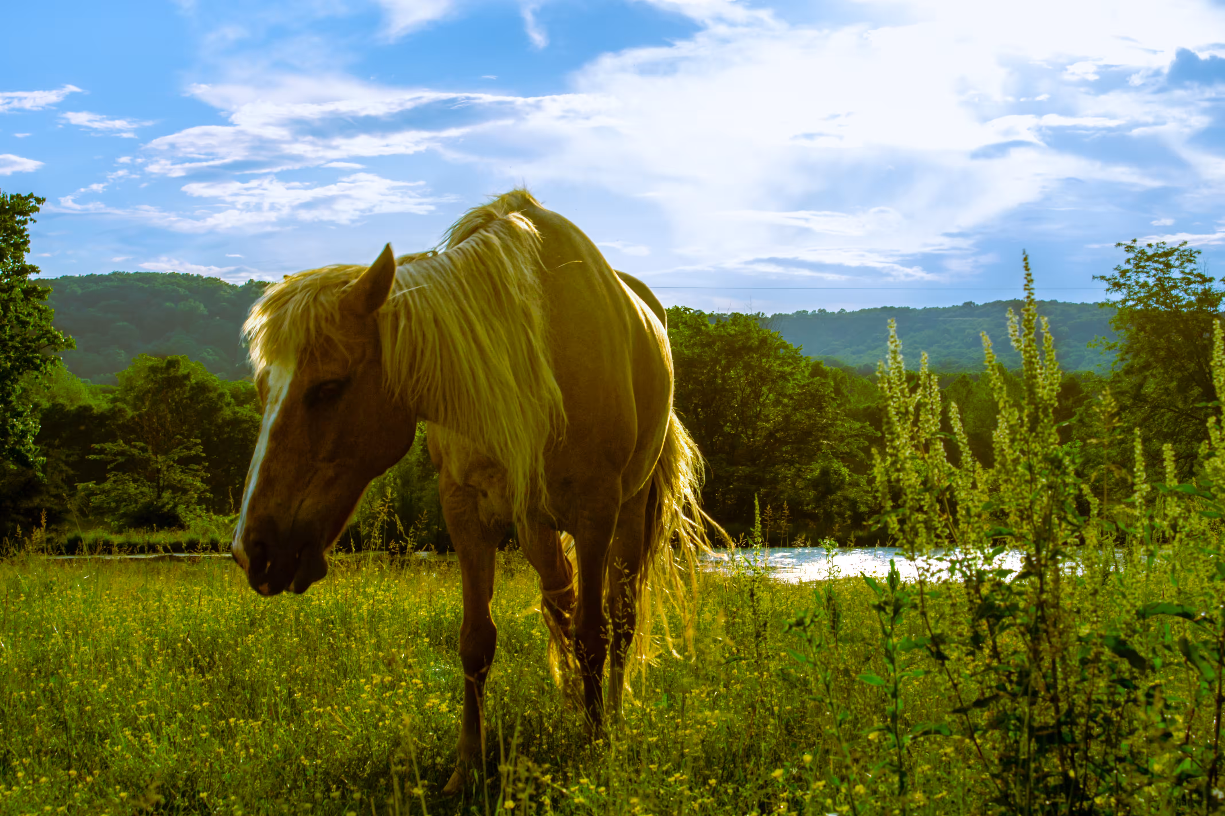 horse of love